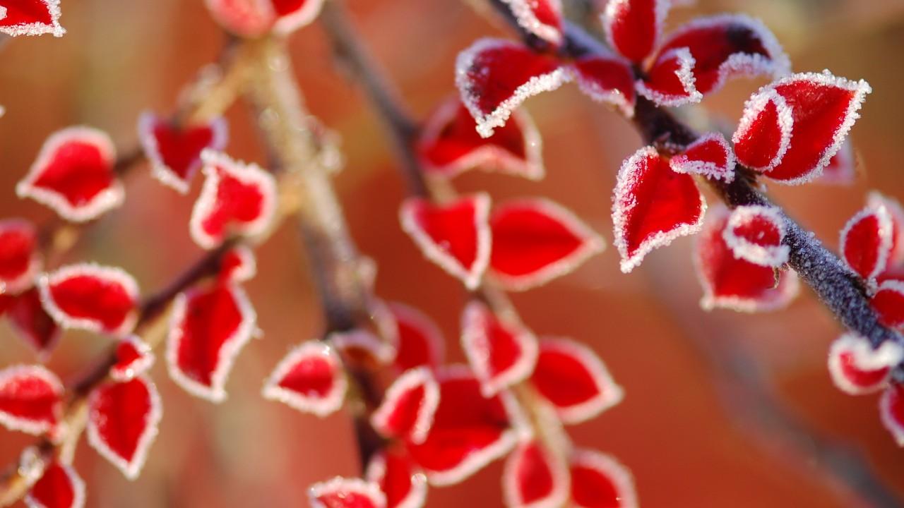 Wallpaper Frost leaves, Red leaves, HD, Nature