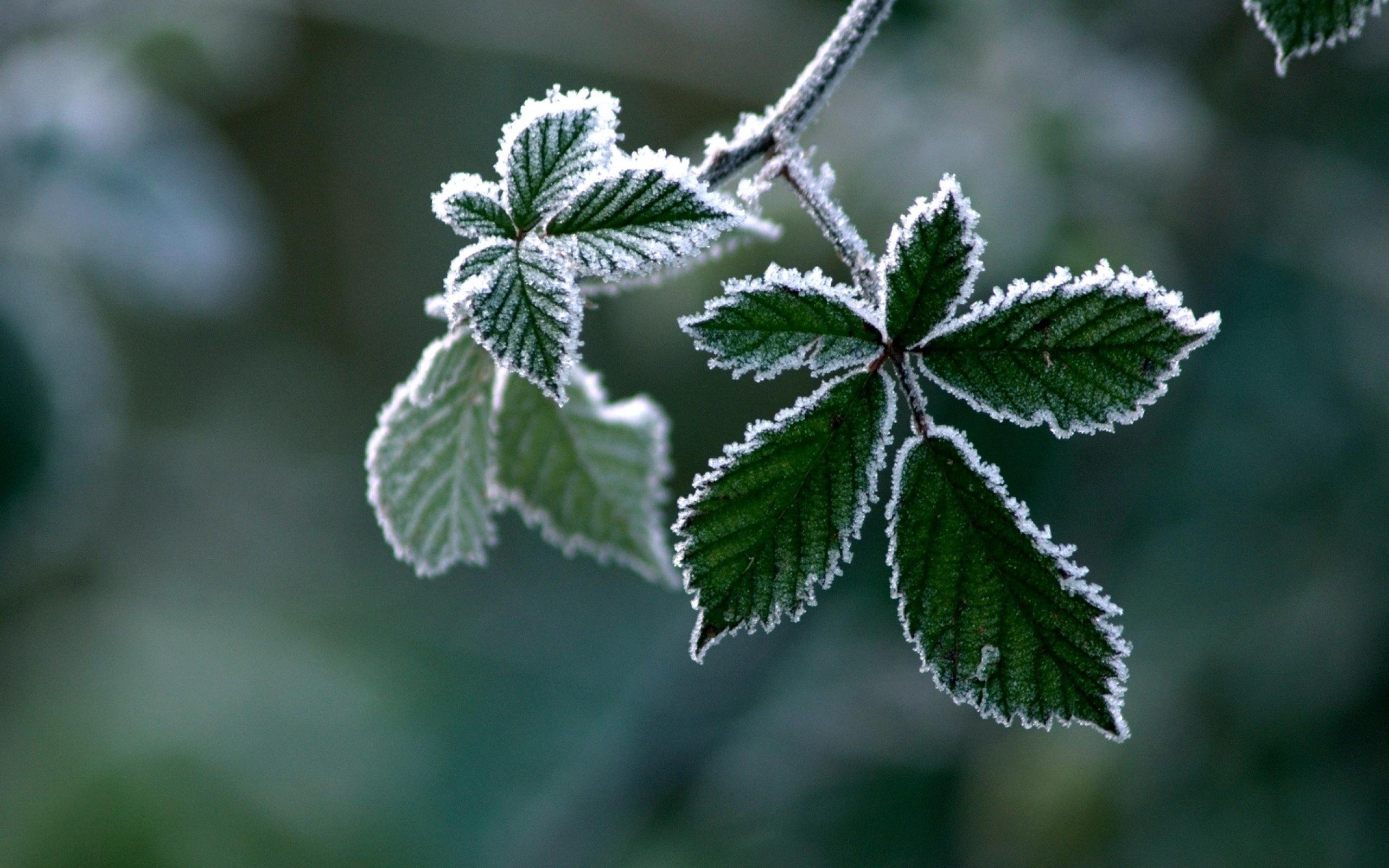 Green Frost Leaves Wallpaper 46529 2560x1600px
