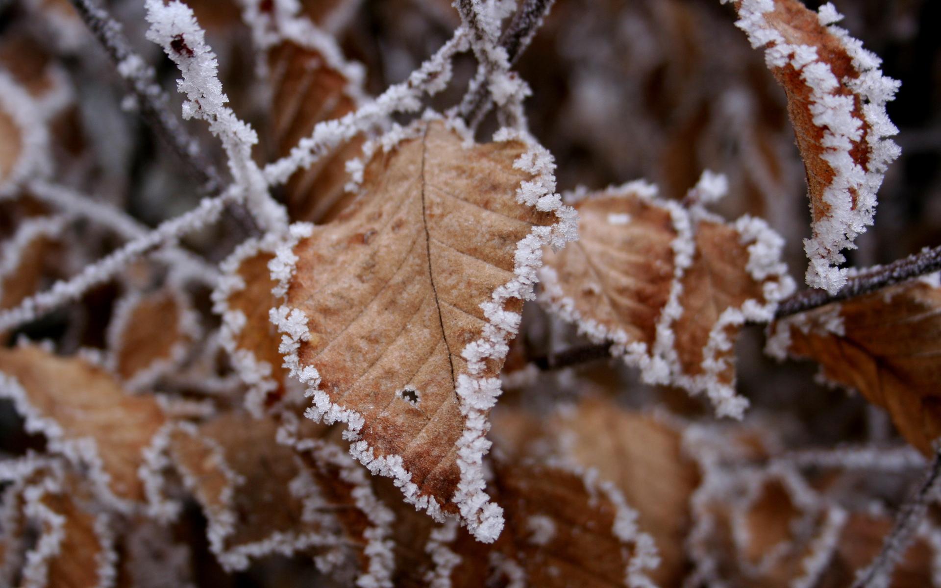 winter, leaves, frost wallpaper