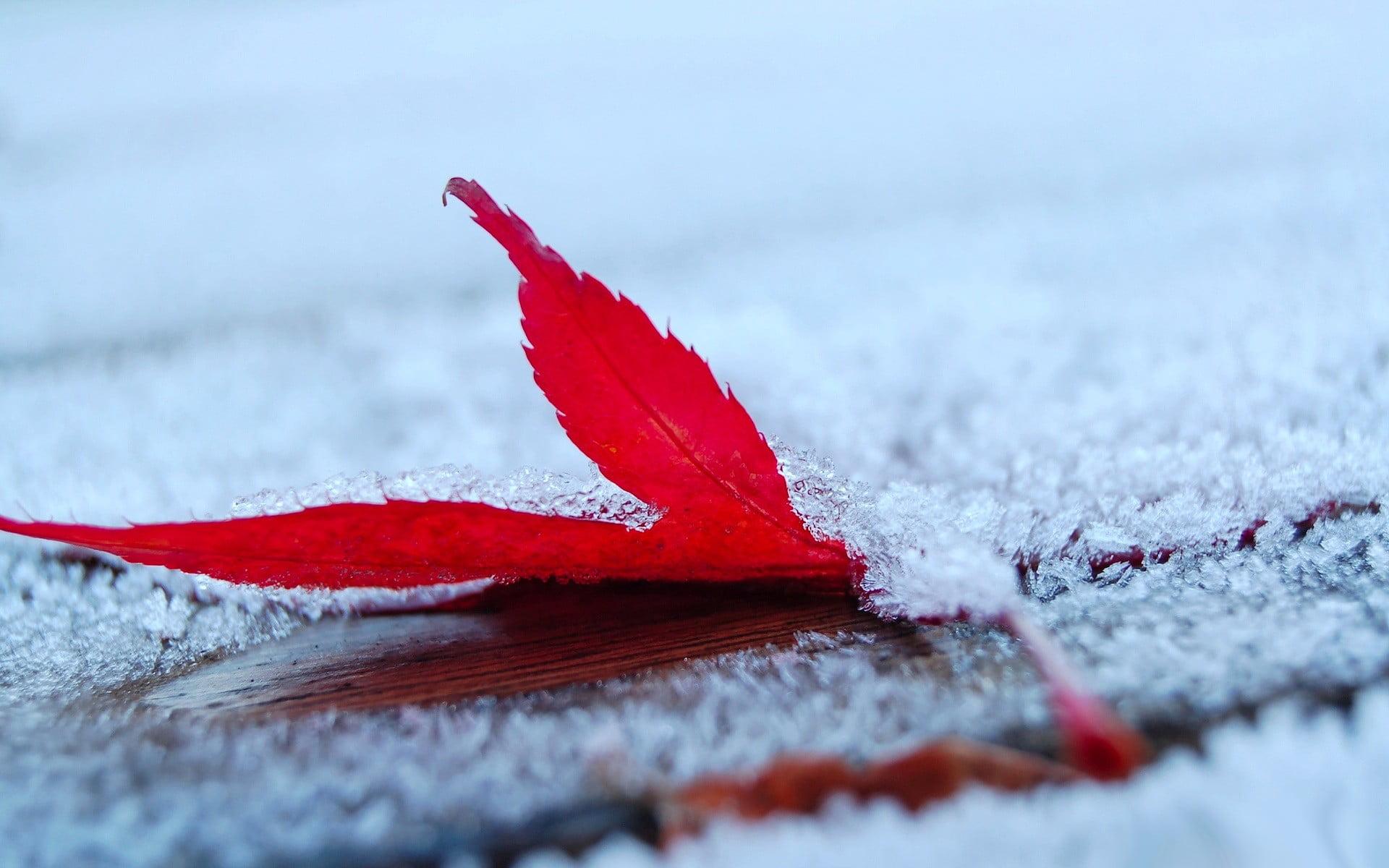 Red maple leaf, frost, leaves, maple leaves, depth of field