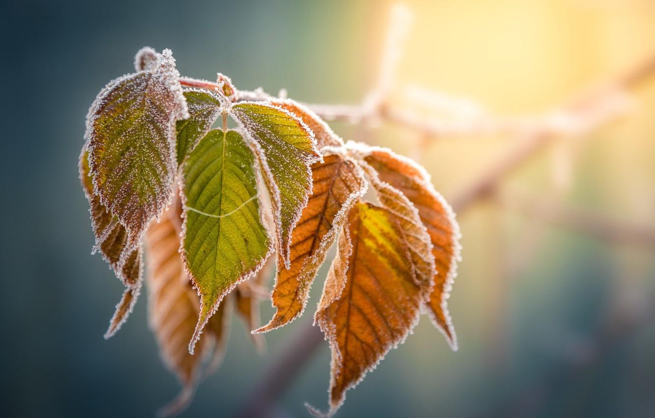 Wallpaper frost, autumn, leaves image for desktop, section
