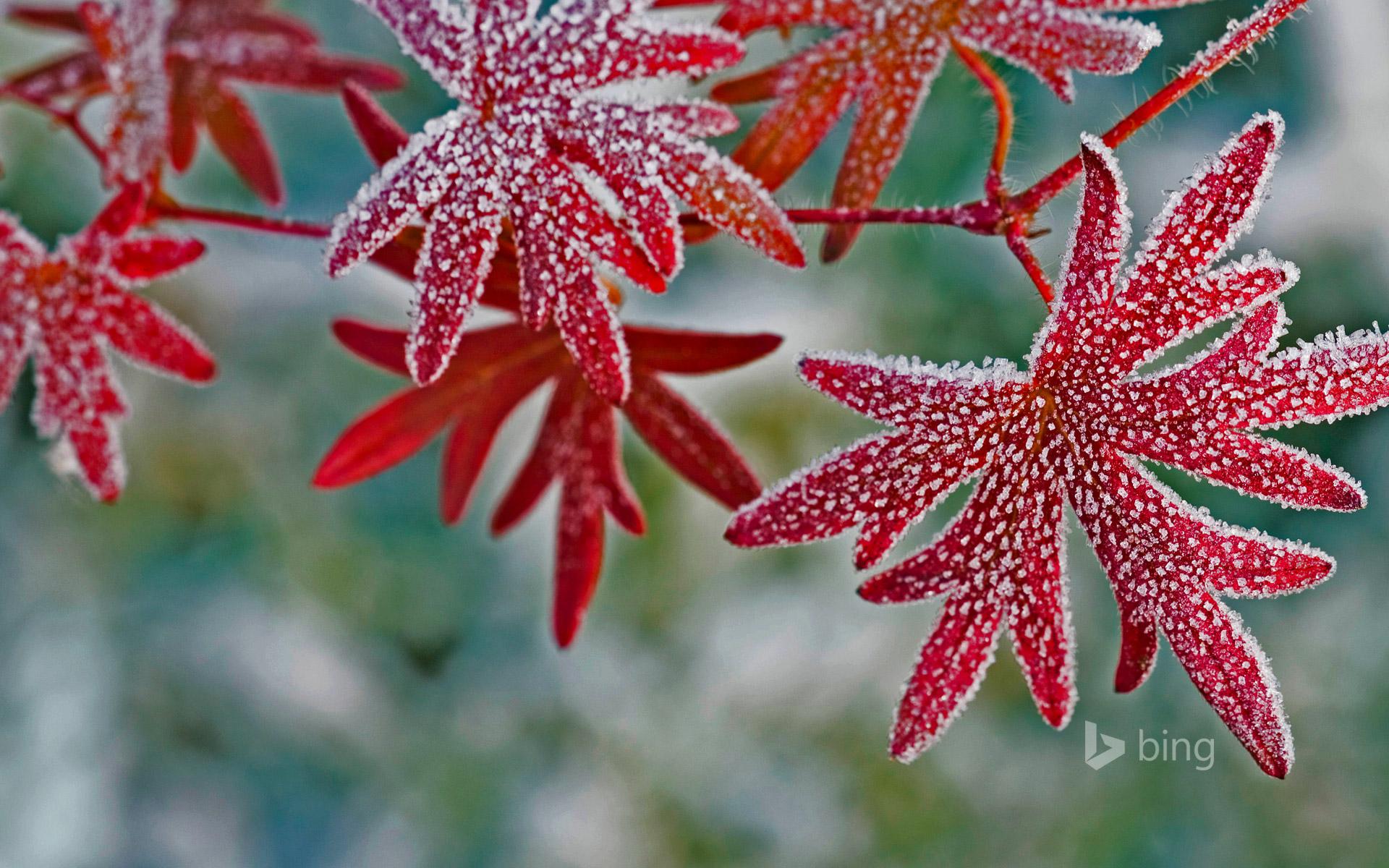 Hoar frost on geranium leaves