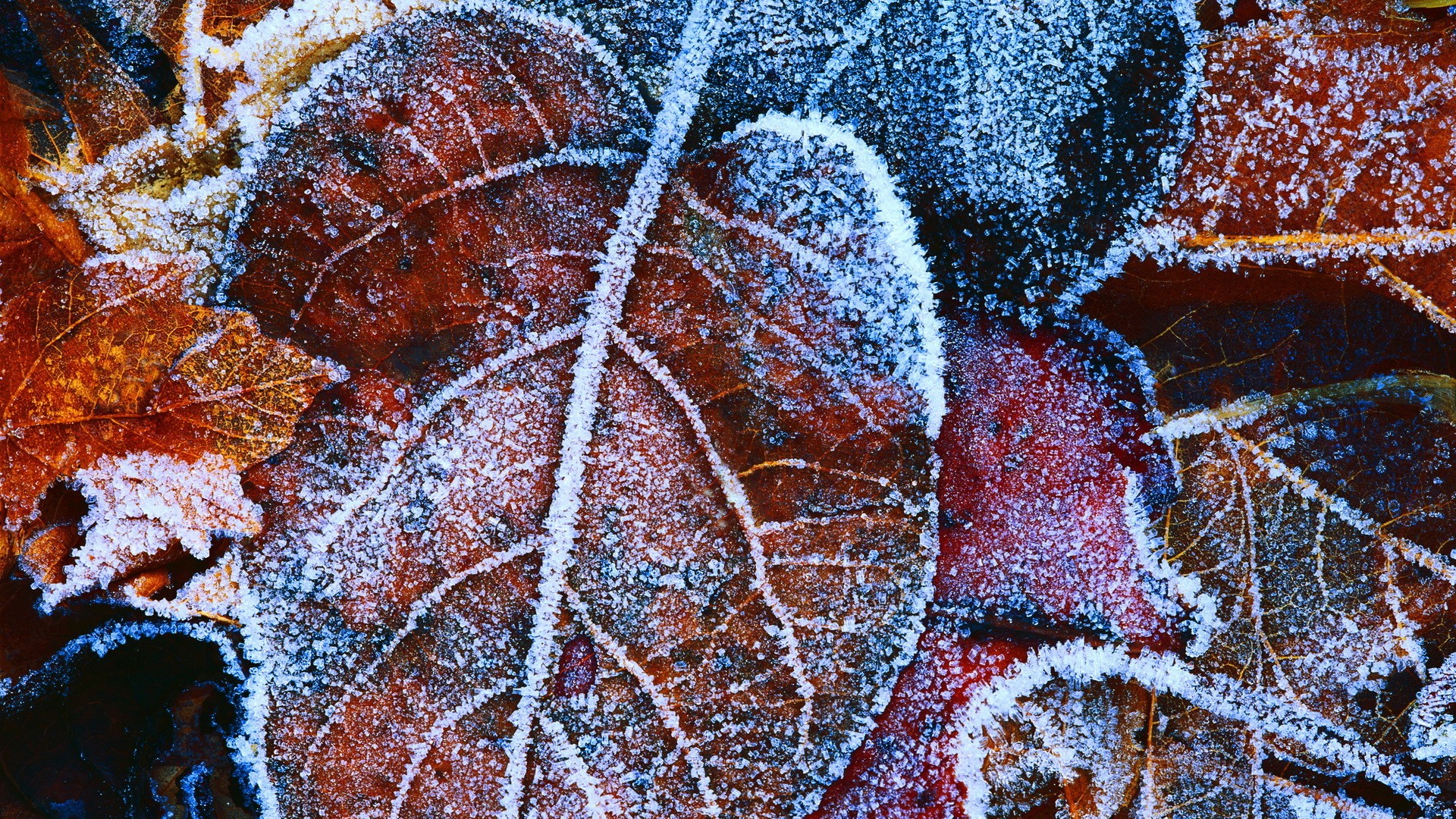 nature, Frost, Leaves Wallpaper HD / Desktop and Mobile