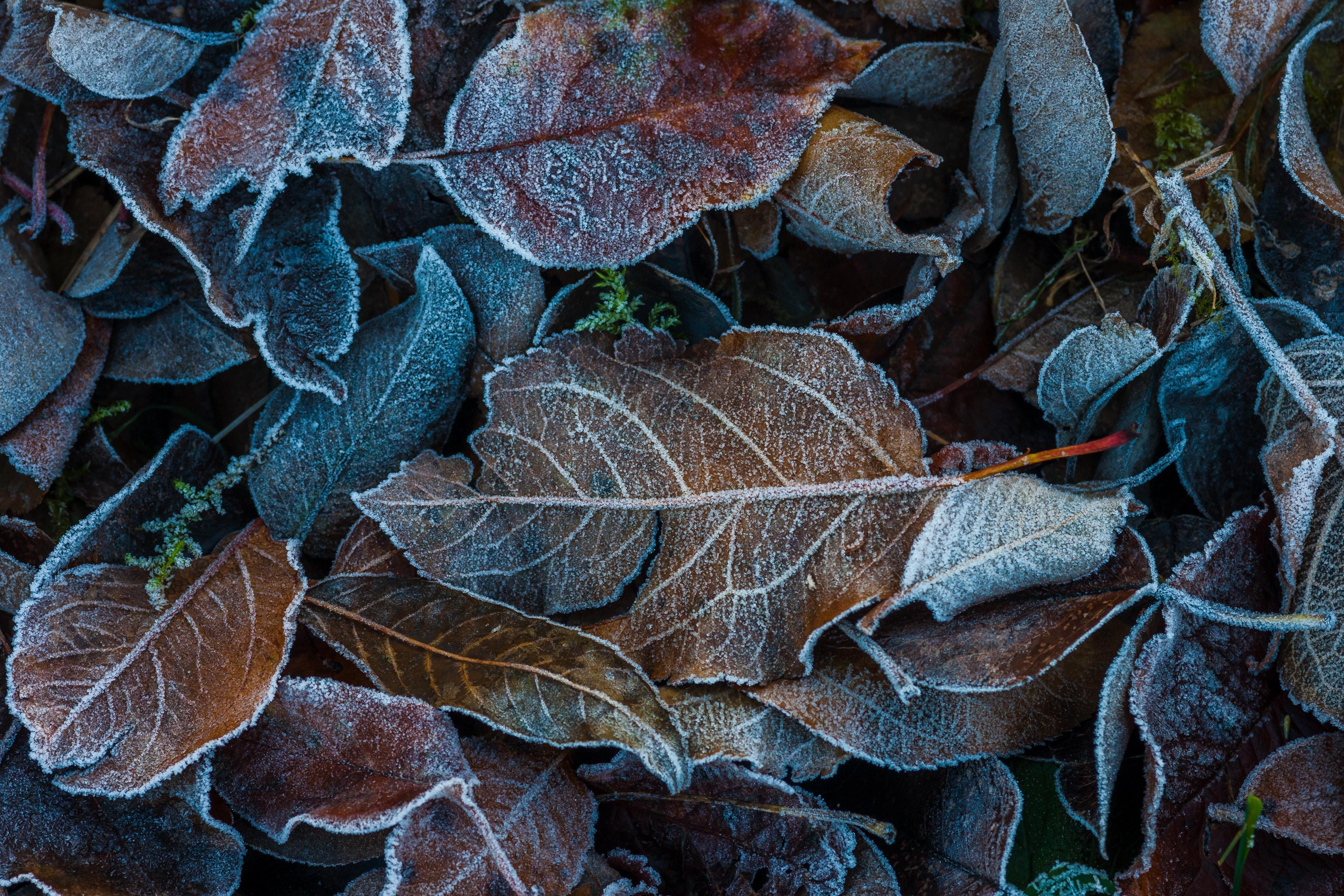 Download wallpaper 4272x2848 leaves, frost, fallen, autumn