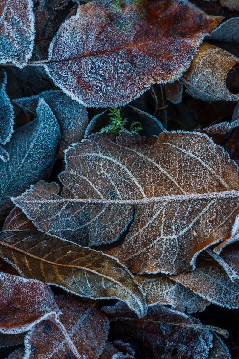 Download wallpaper 800x1200 leaves, frost, fallen, autumn