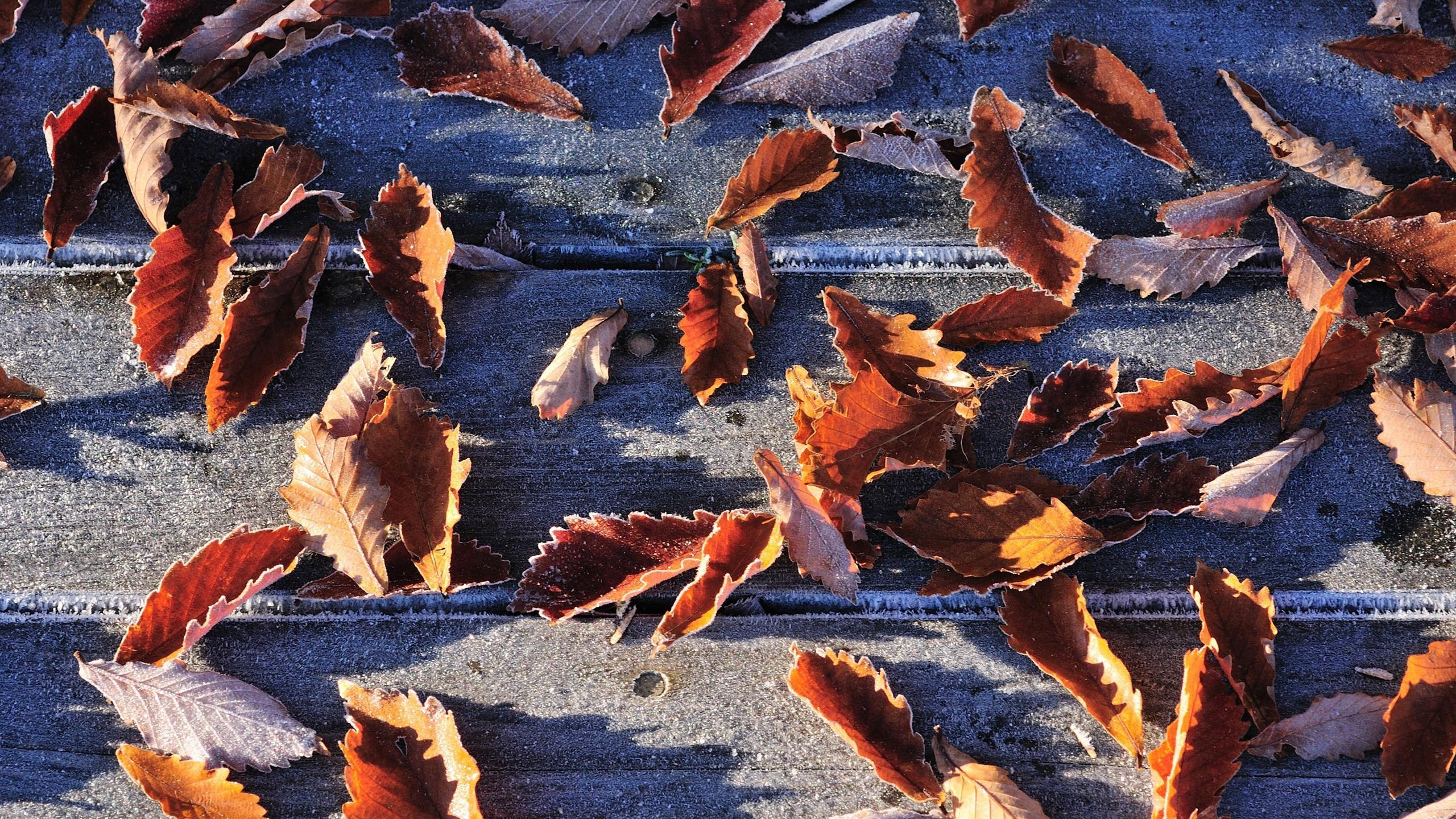 Frost Leaves Wallpaper 46527 2560x1440px