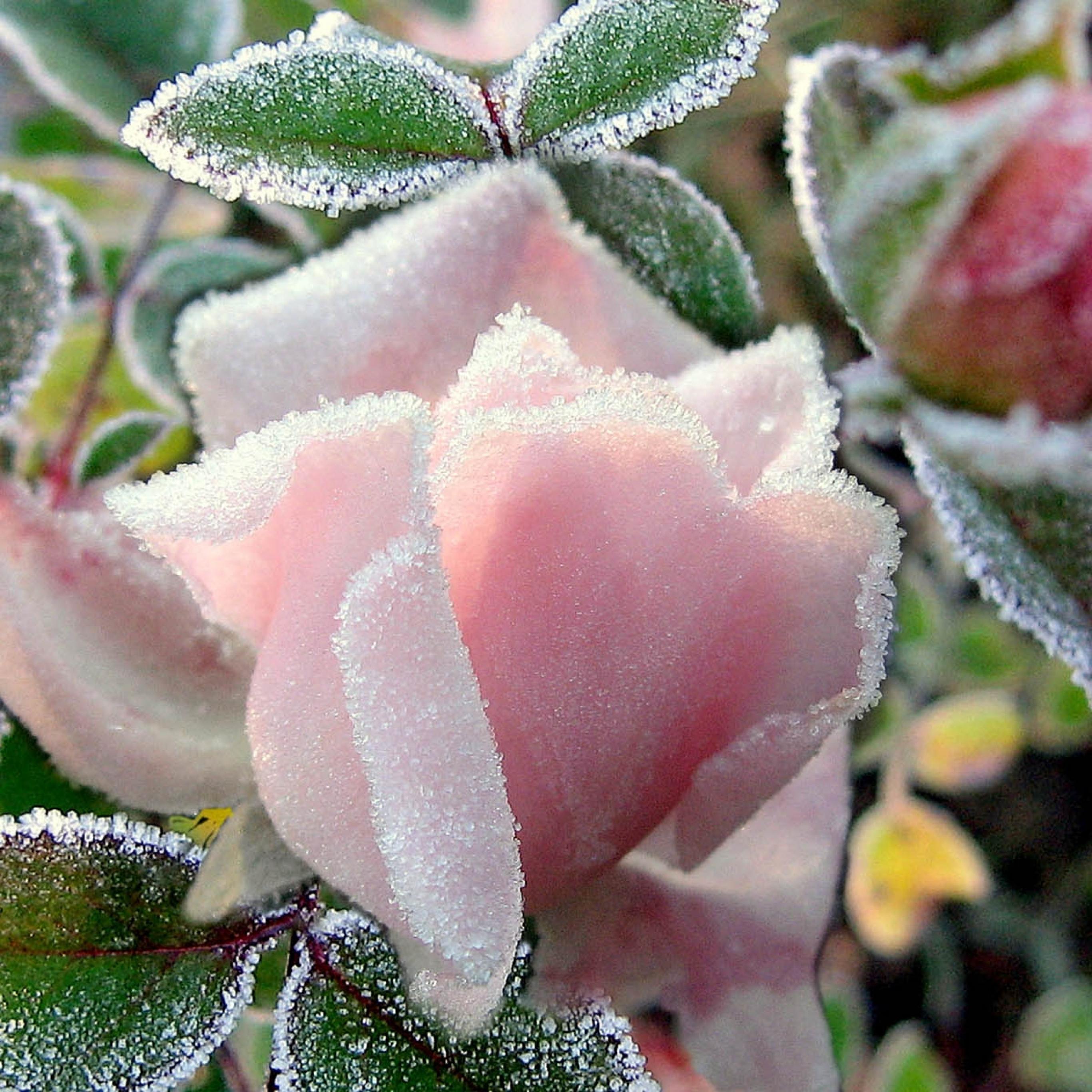 Rose leaves bud frost iPad Pro Wallpaper Free Download