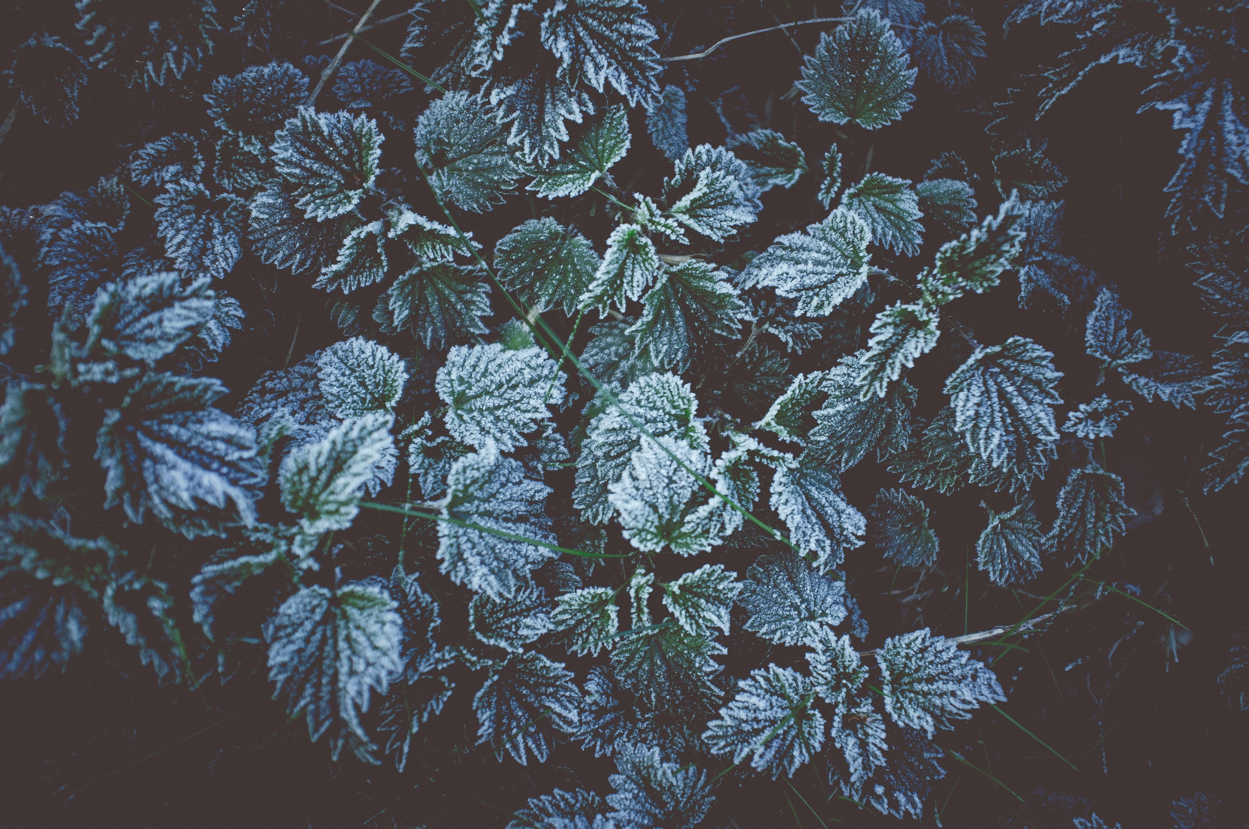 Green leaf plants, Leaves, Frost, Frost HD wallpaper