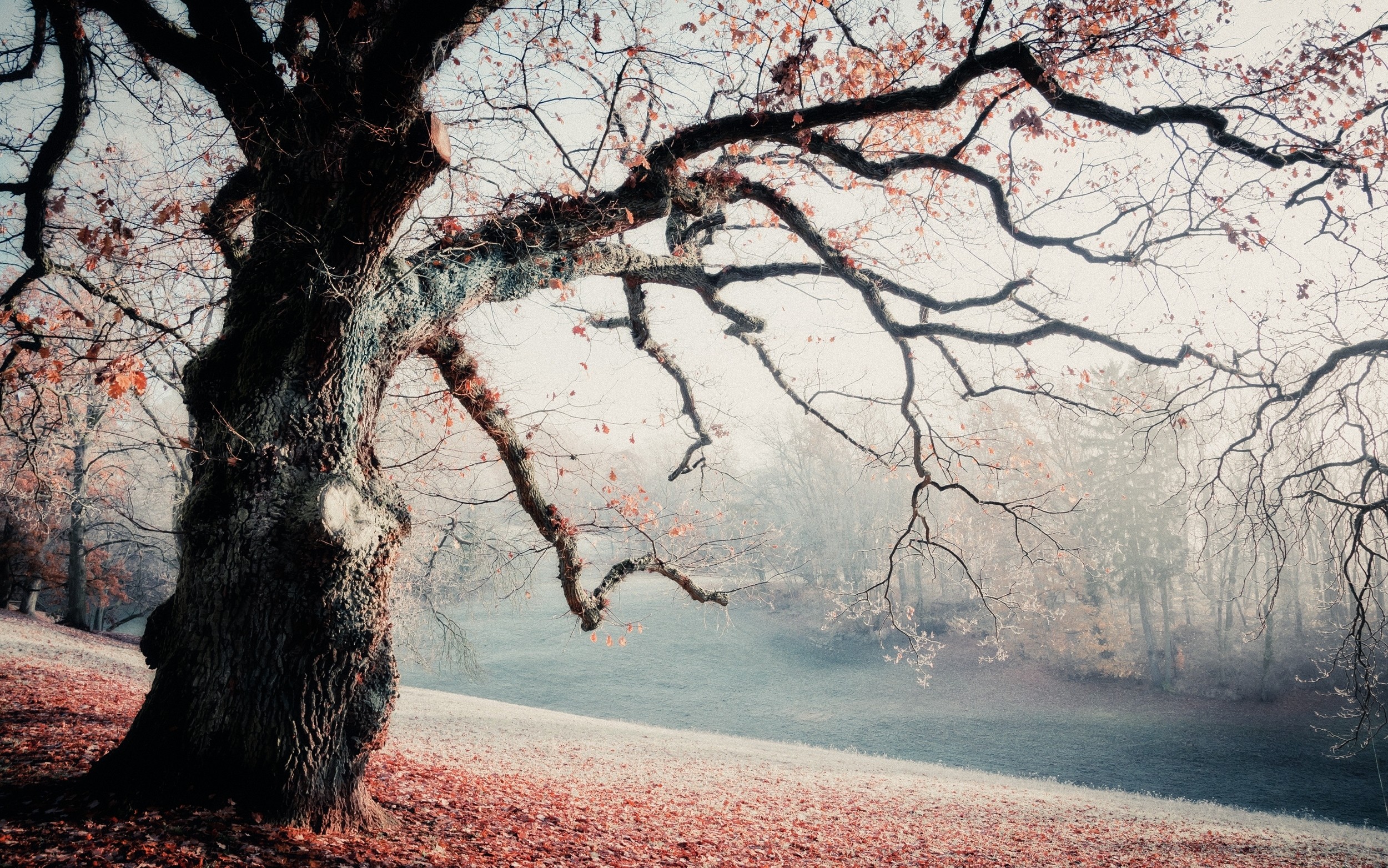 #trees, #park, #nature, #frost, #leaves, #mist