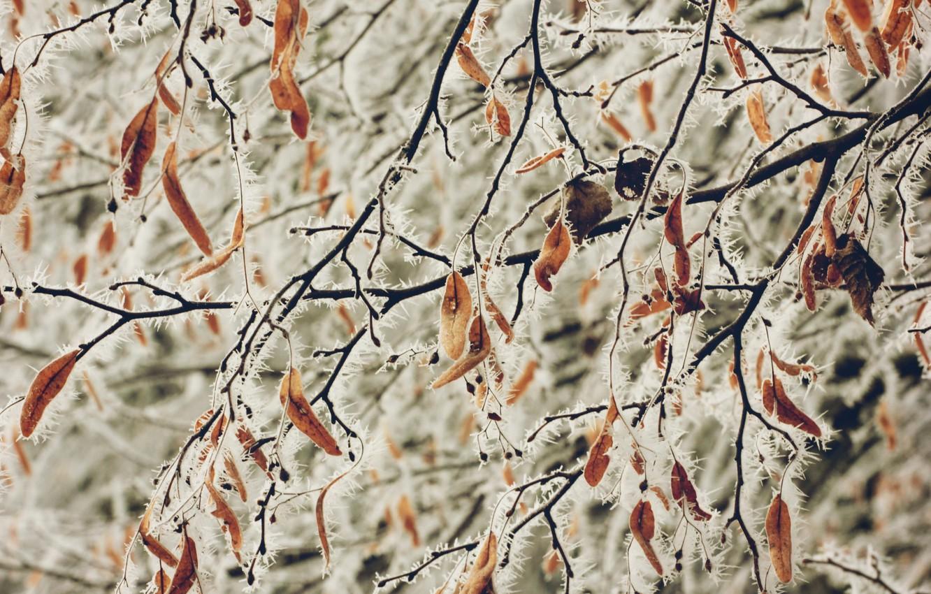 Wallpaper winter, frost, leaves image for desktop, section