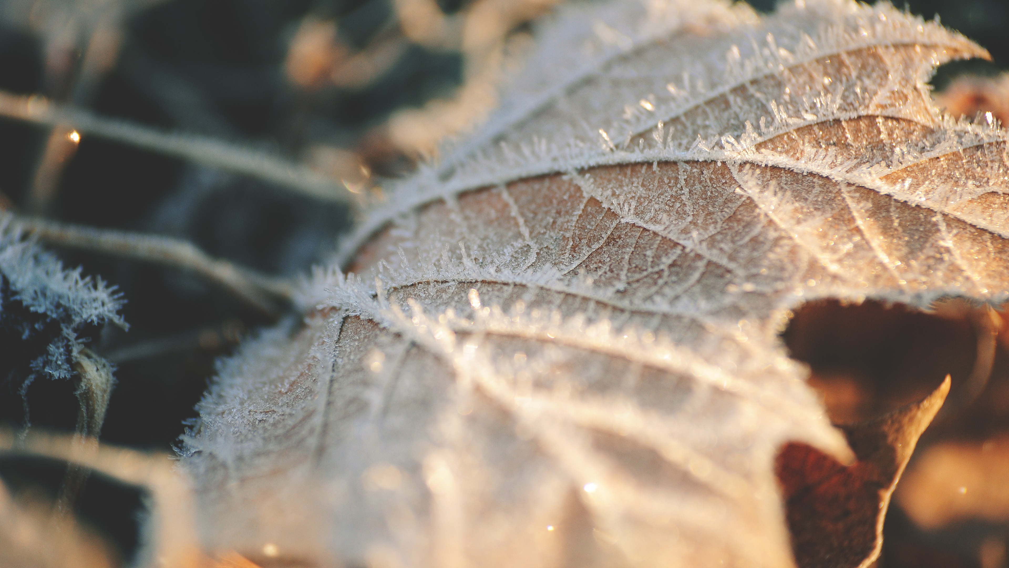Wallpaper Dry leaf, frost 3840x2160 UHD 4K Picture, Image
