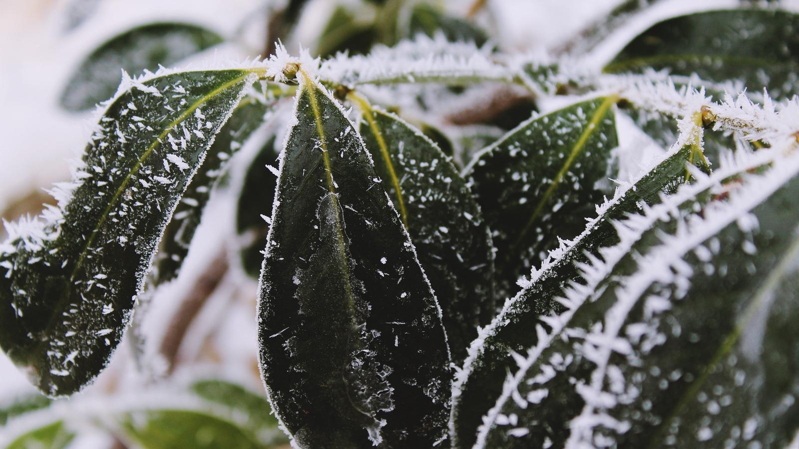Download wallpaper 1600x900 leaves, frost, snow widescreen