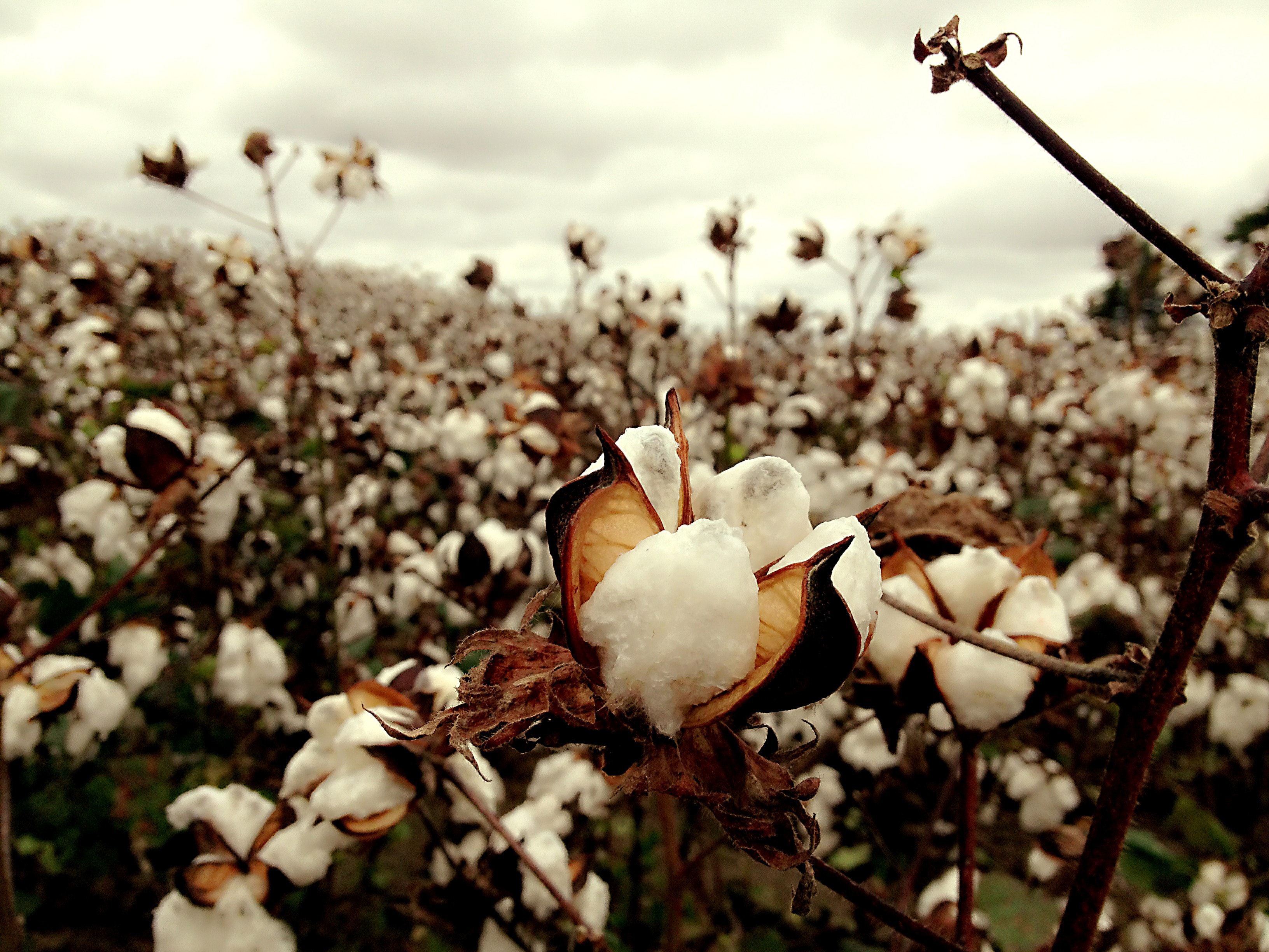 Cotton Field Wallpapers - Wallpaper Cave