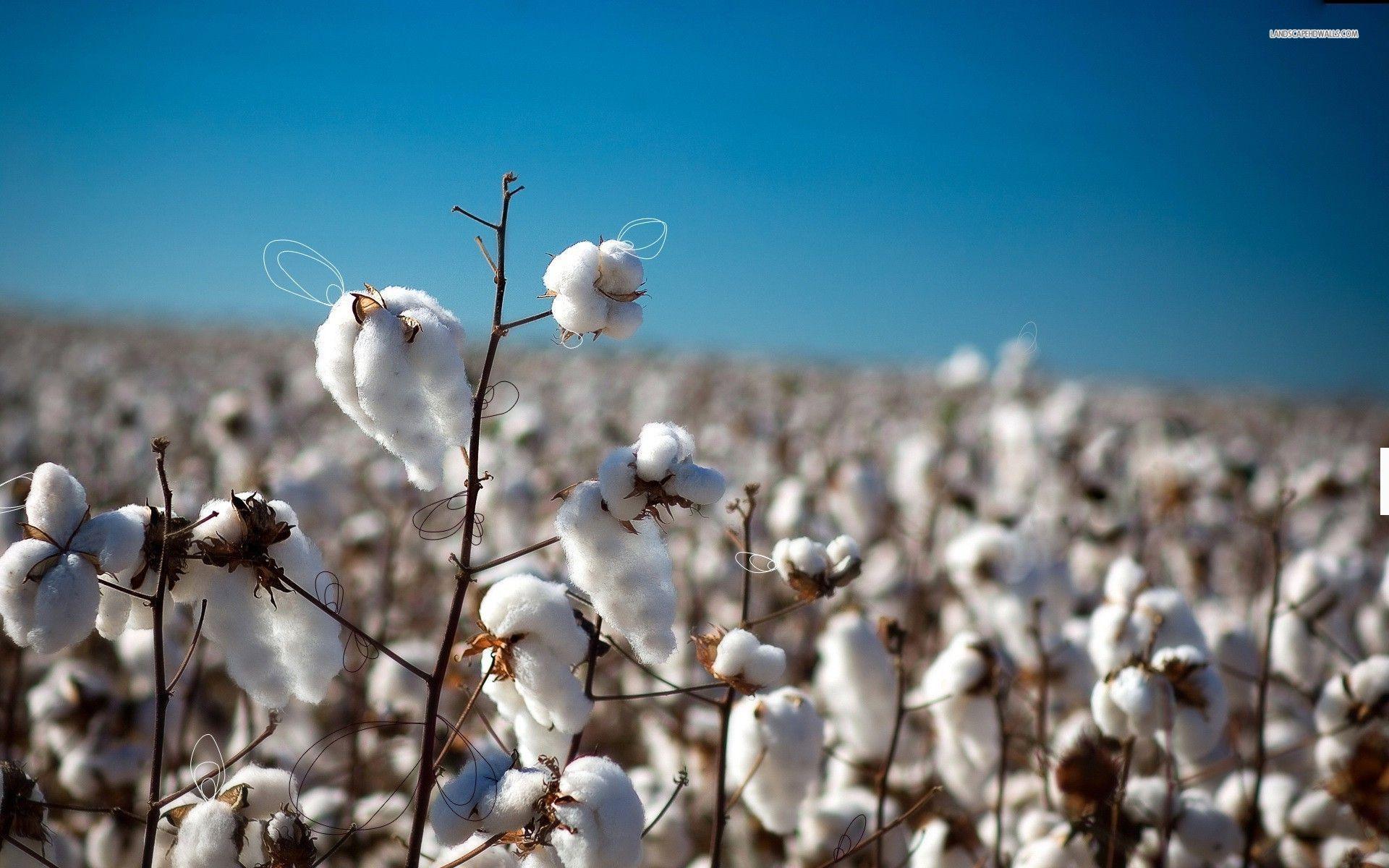 Cotton Field Wallpapers Wallpaper Cave
