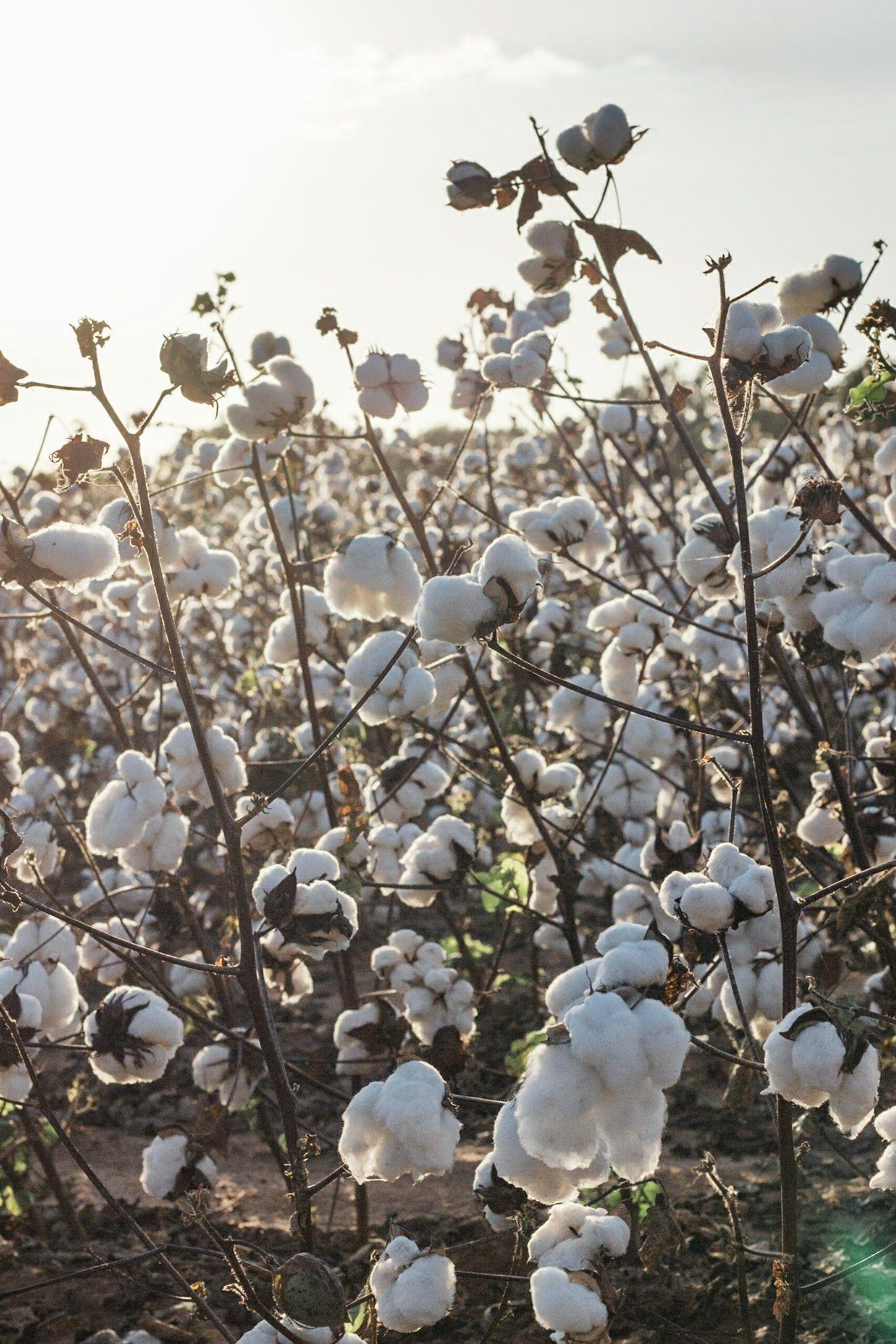 Cotton Field  Cotton Field and 19201080 Cotton Field slavery cotton HD  wallpaper  Pxfuel