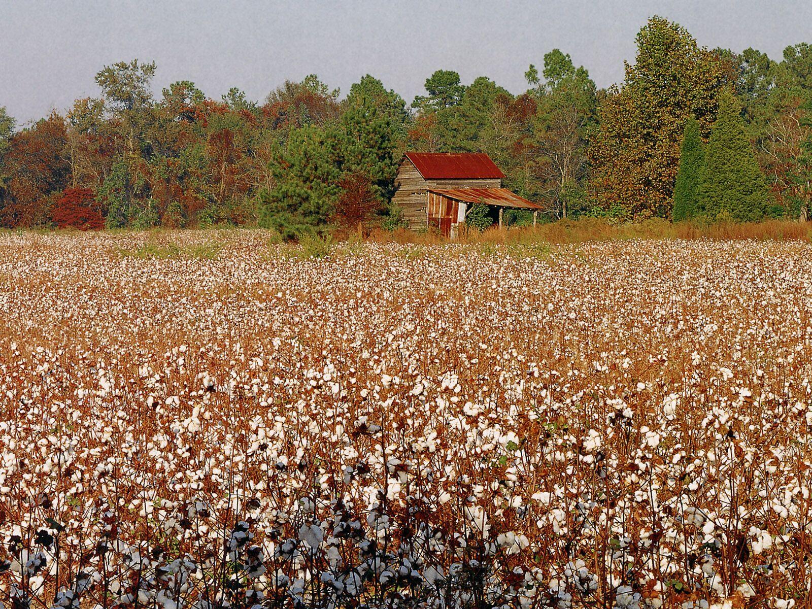 Farms North Carolina Cotton Field. Cotton fields, Outdoor