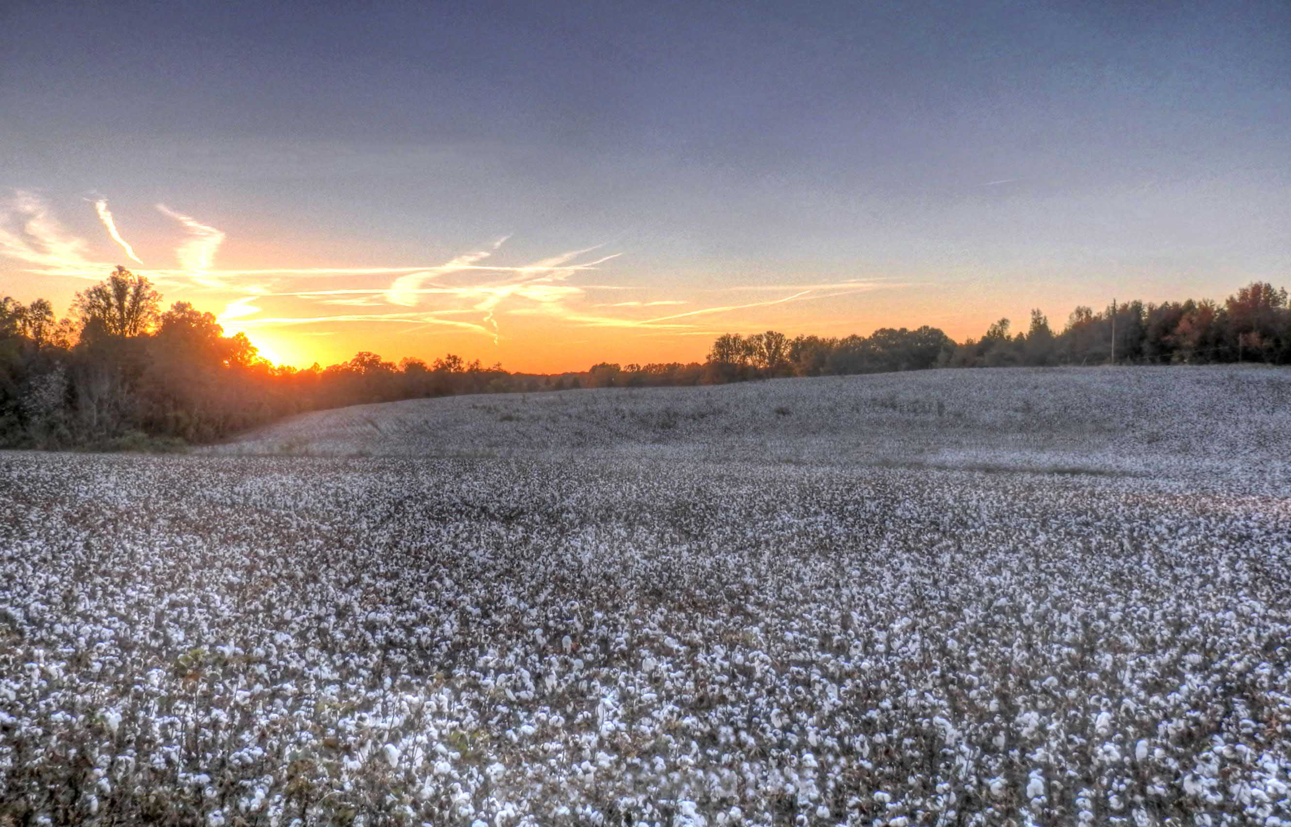 Cotton Field Sunset, HD Wallpaper & background Download