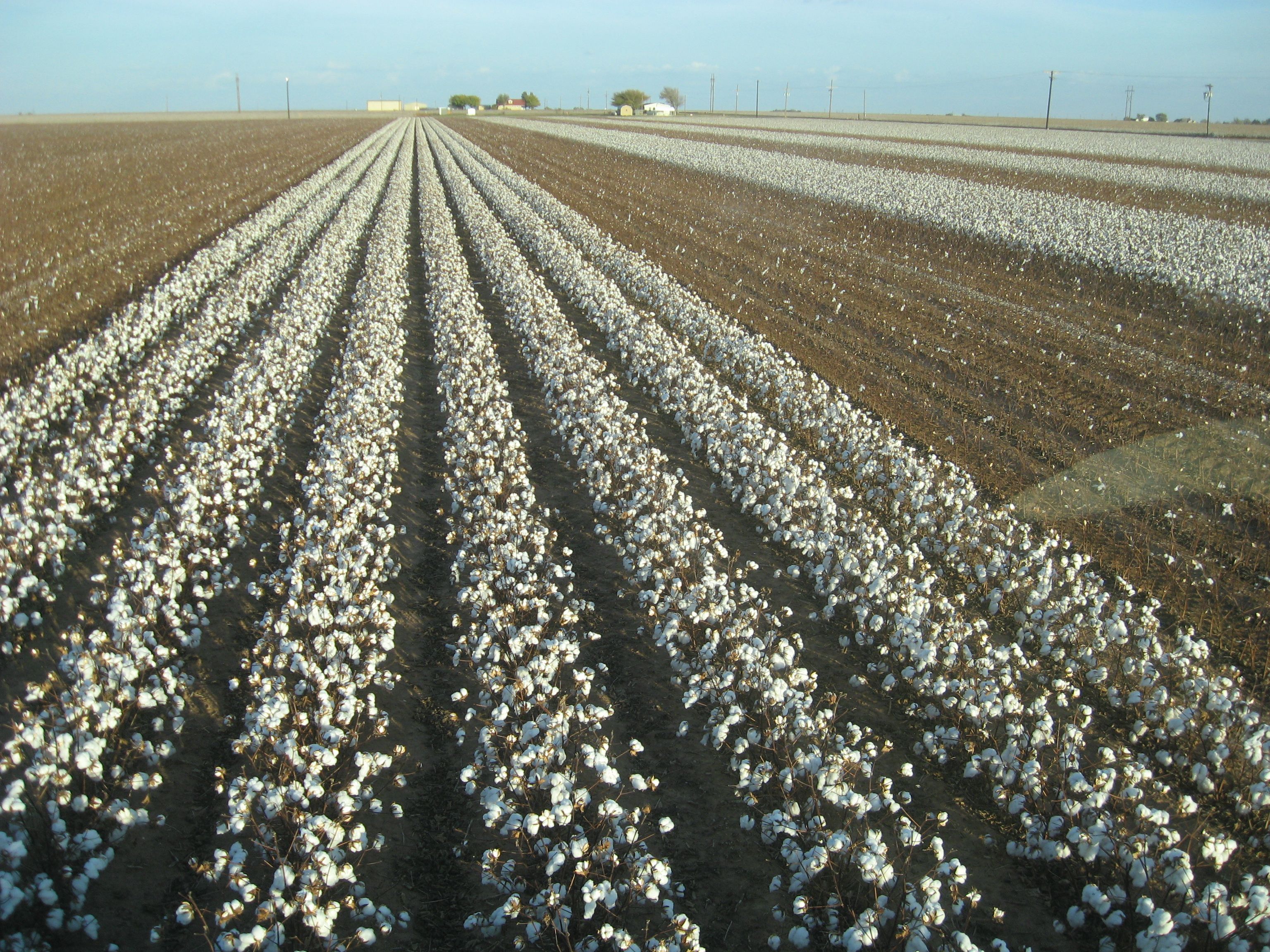 Cotton Field Wallpaper and Picture download free