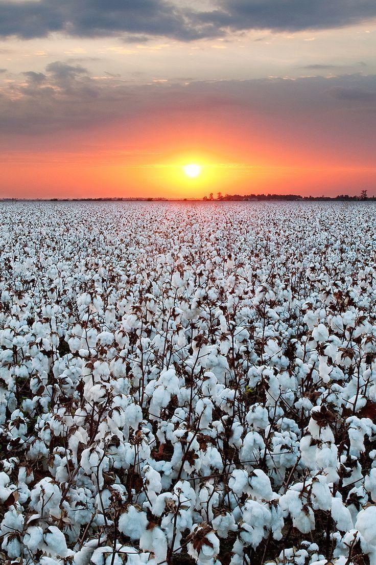 photography. Cotton fields, Nature, Sweet