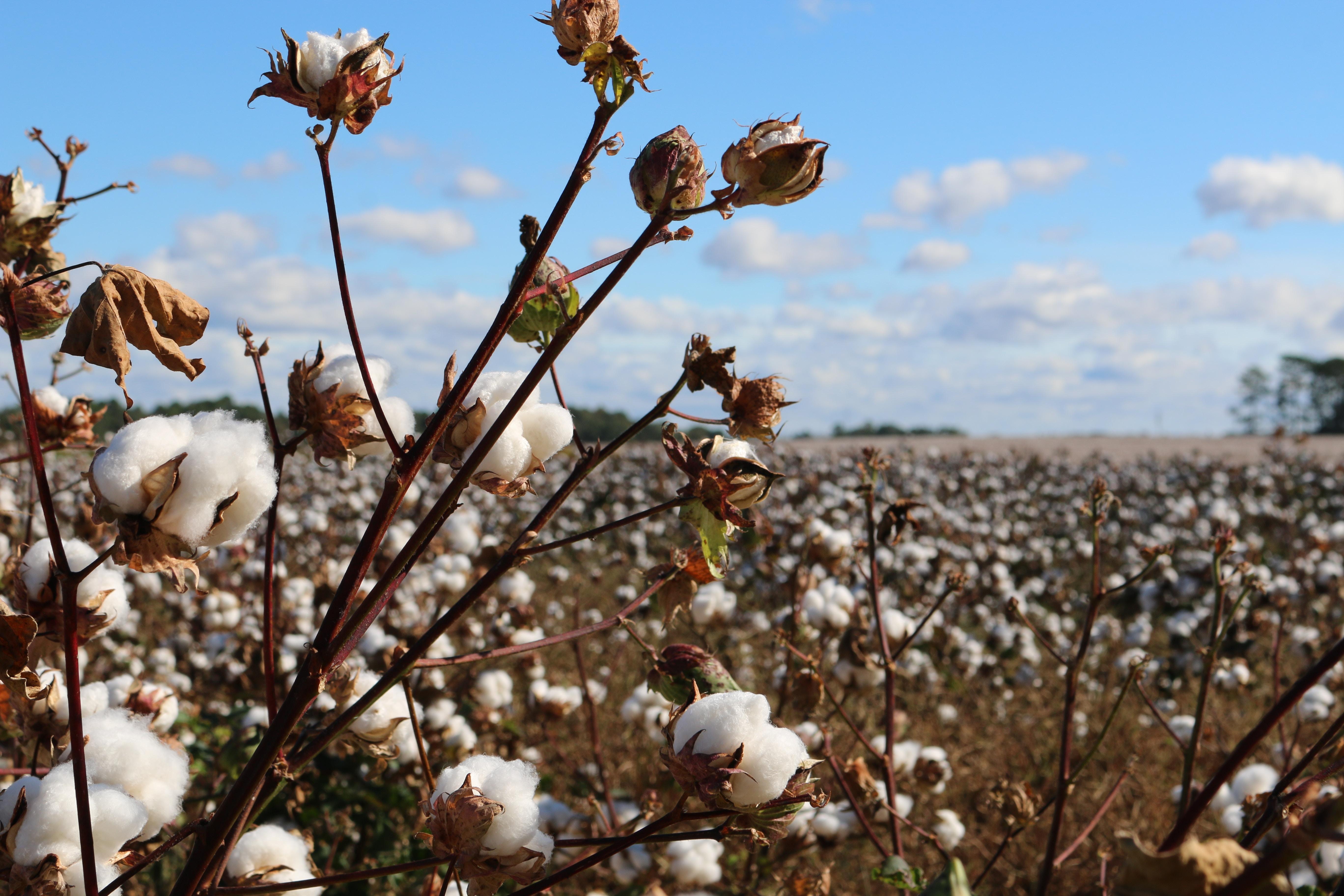 5472x3648 #agriculture, #snow, #cotton field