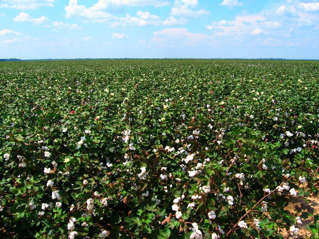 cotton field 1024x768