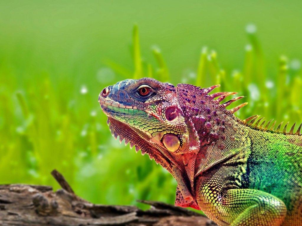 Rainbow lizard. Lizard, Animal wallpaper, Pet birds