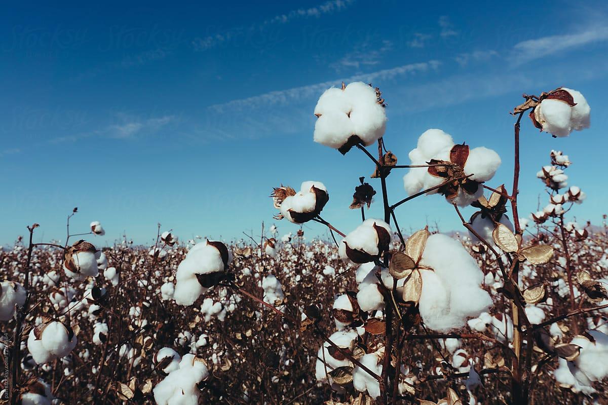 Cotton field landscape by paff, Cotton