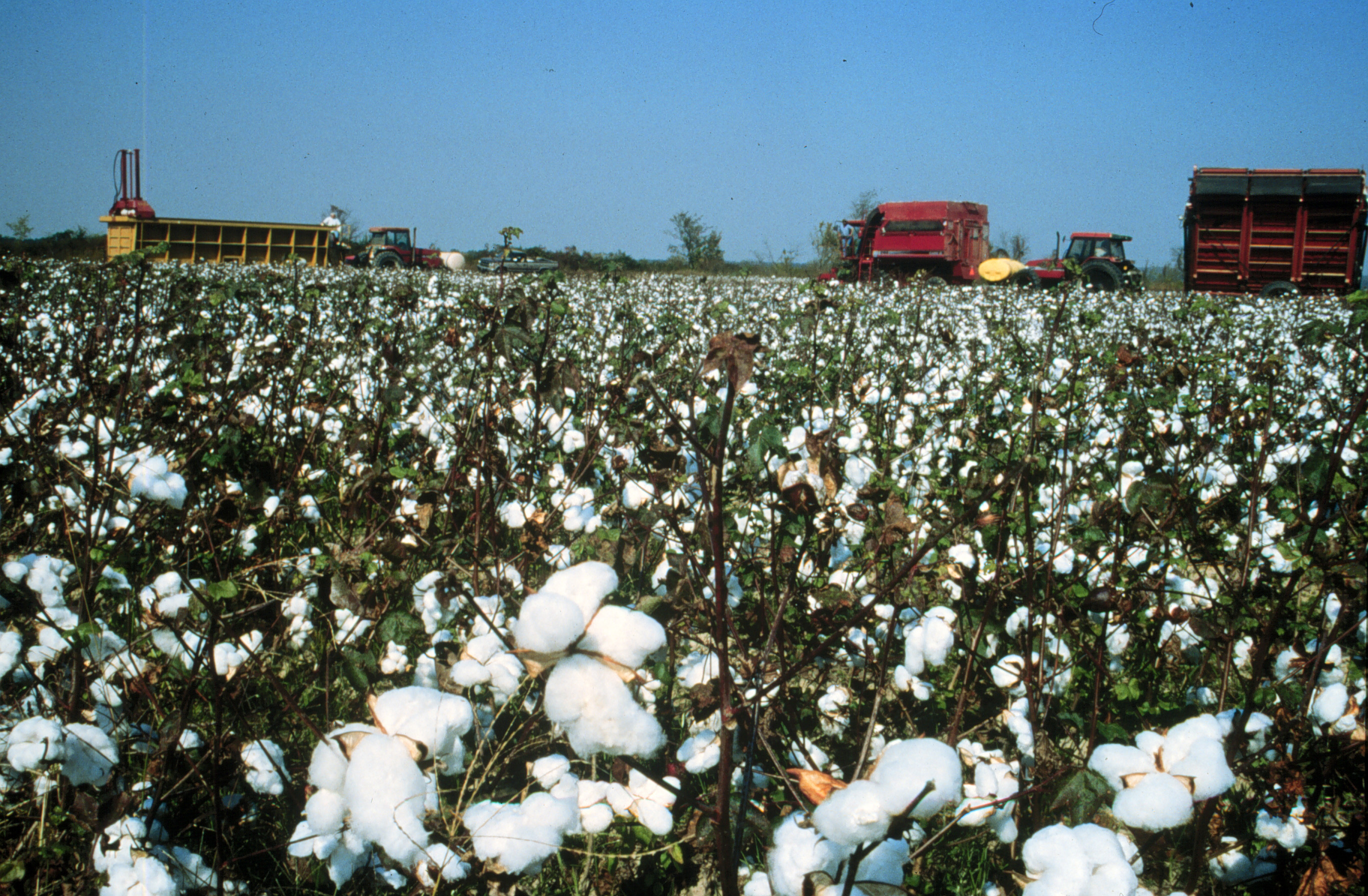 Photo, Cotton Field. America's Byways