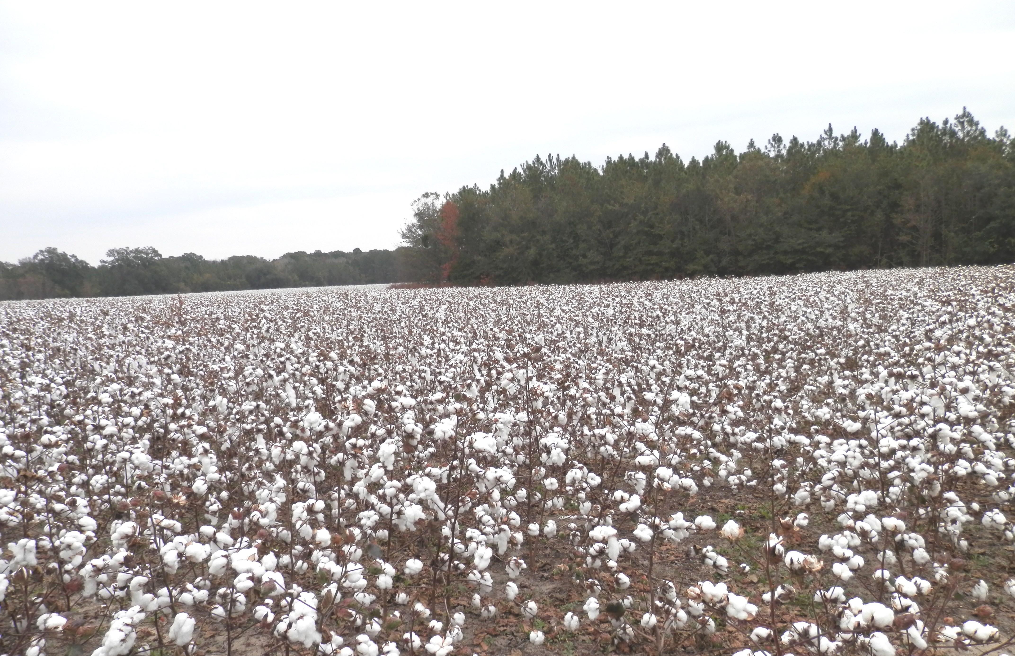 cotton fields. I Was Thinking the Other Day About
