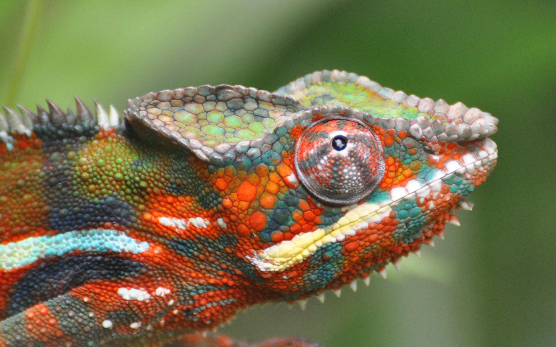 Chameleon Color Lizard Focus wallpaperx1200