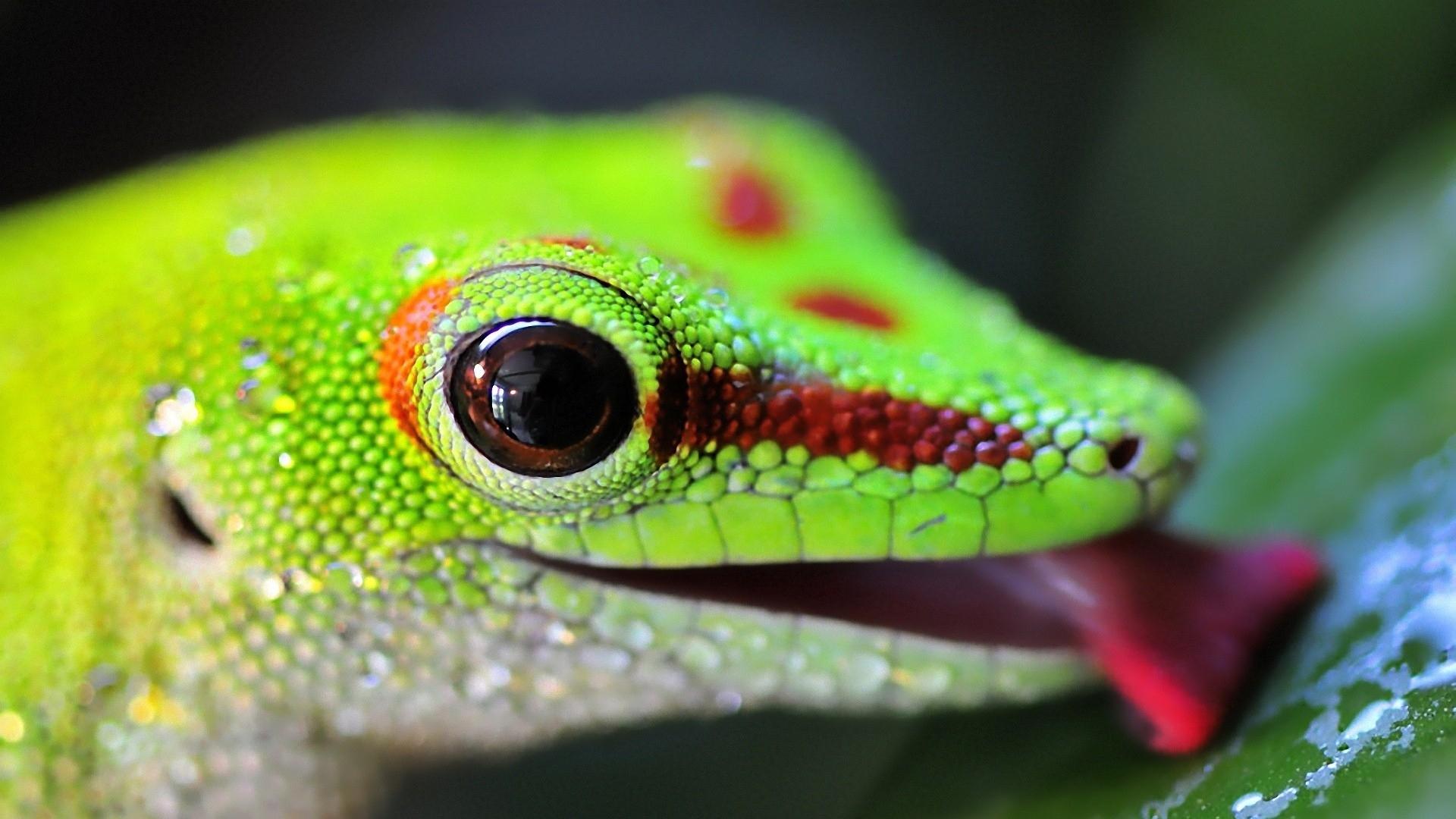 Lizard, Color, Bright 4k, HD Wallpaper