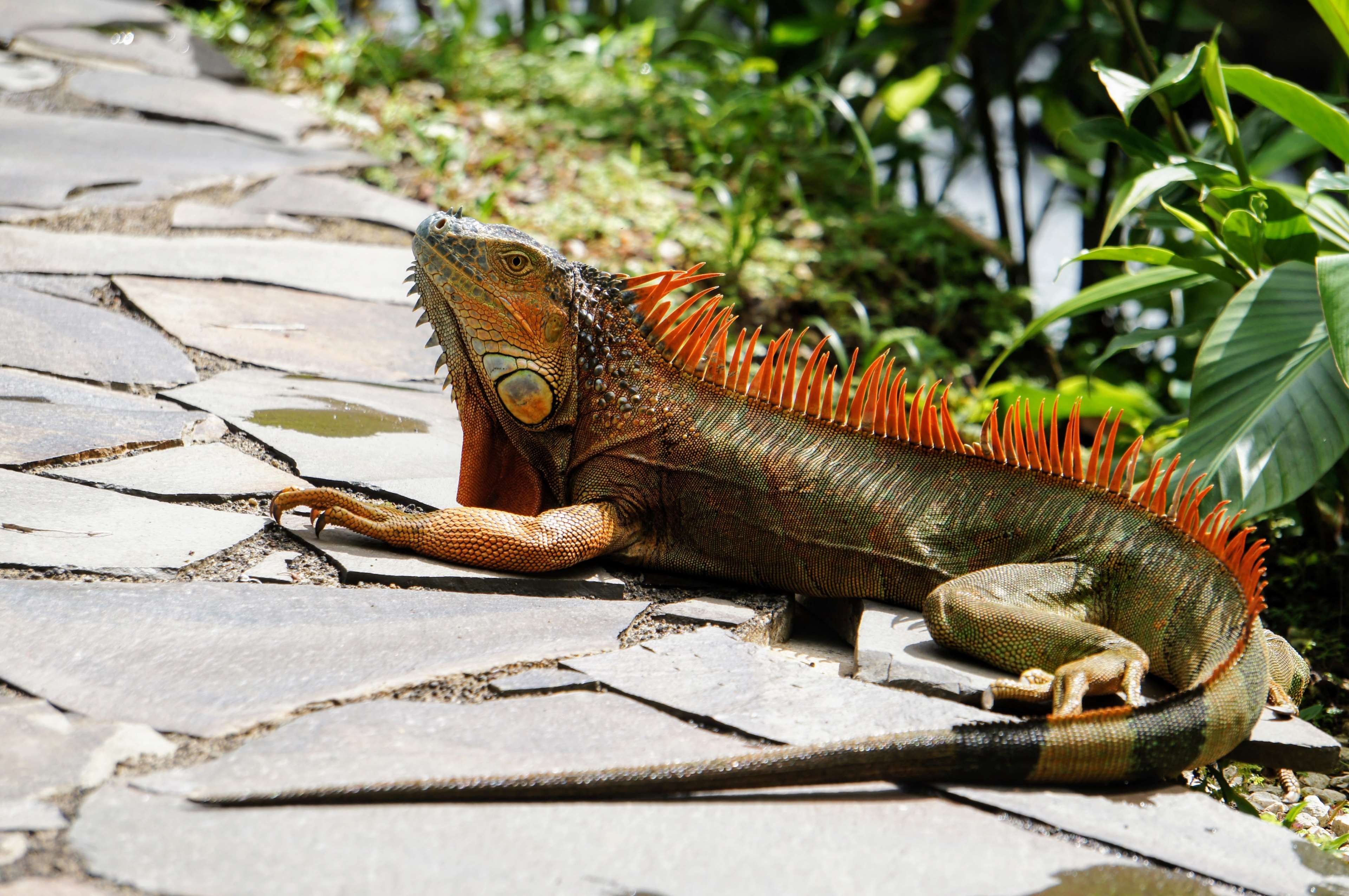 animal, colorful, iguana, lizard, reptile, sun 4k wallpaper
