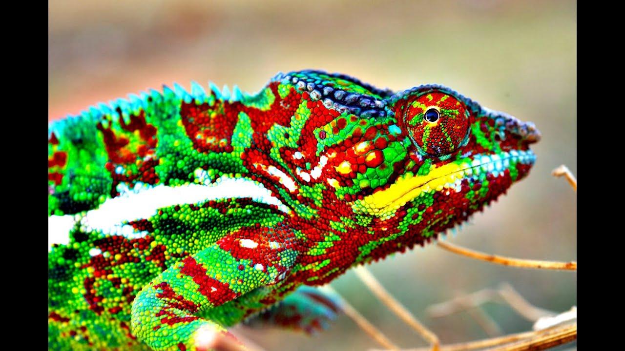 How Do Chameleons Change Color?