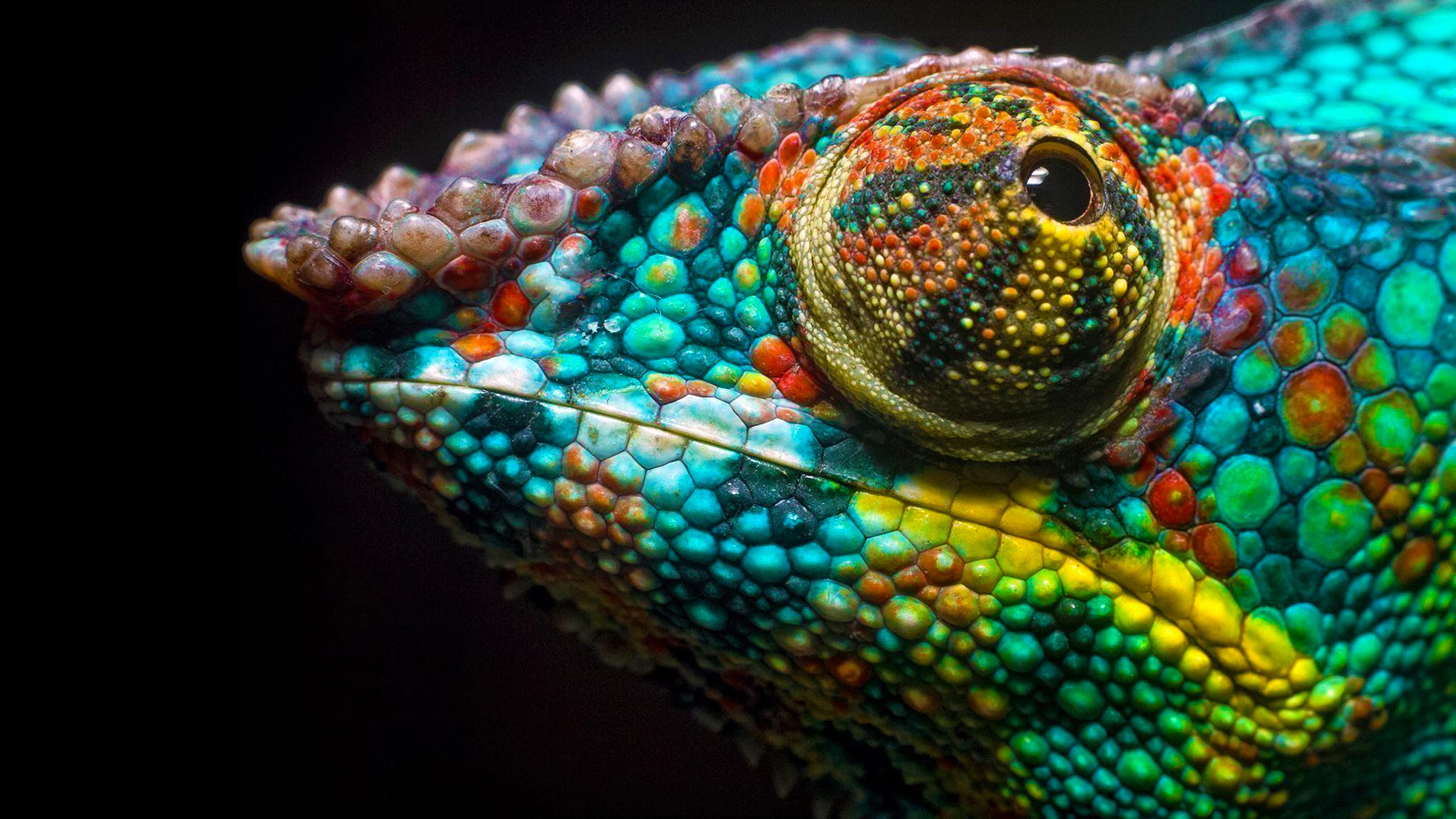 Colorful Lizard Wallpapers - Wallpaper Cave