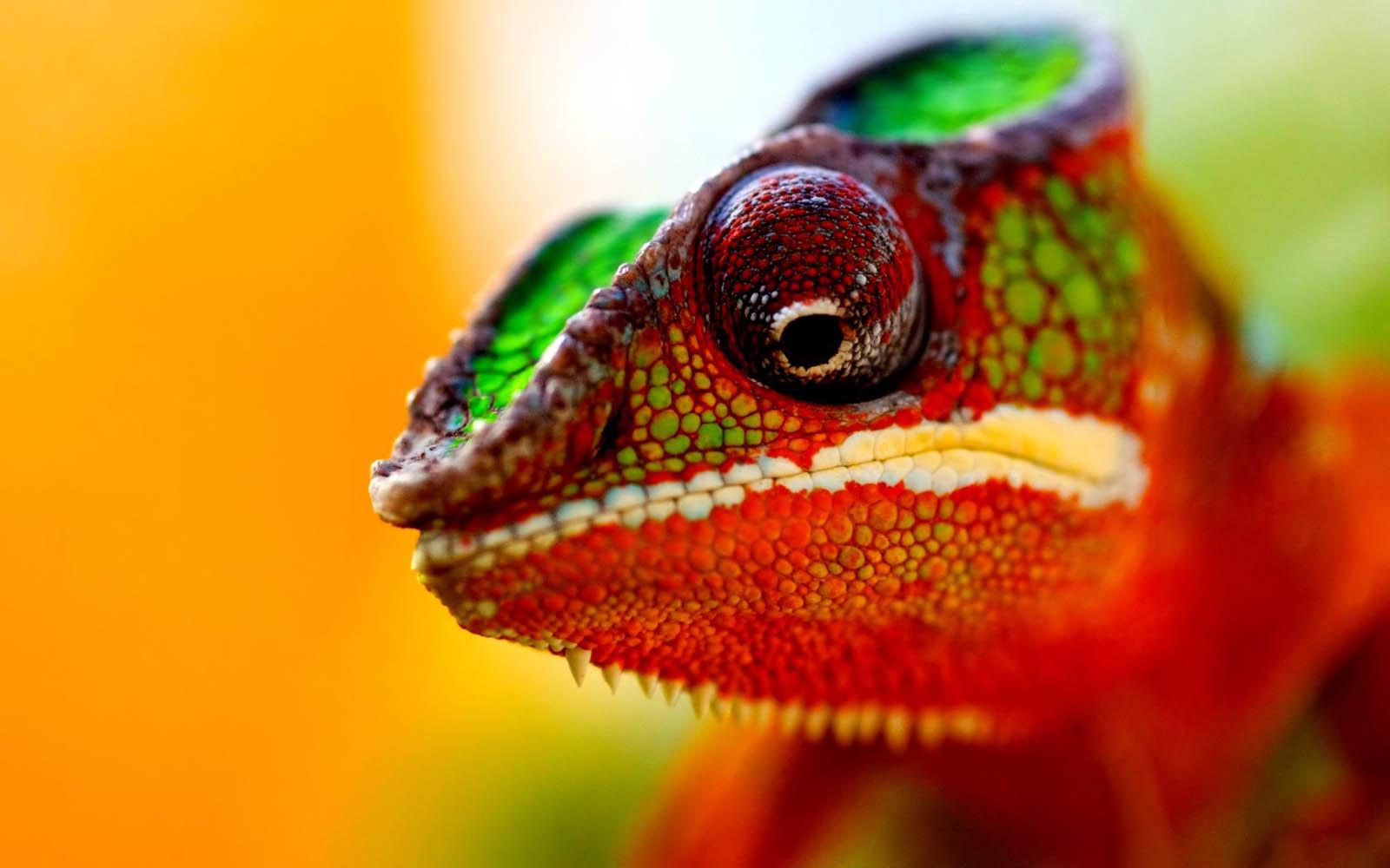 Chameleon Wallpaper HD