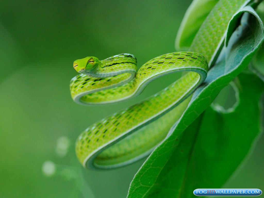 Amazing Viper Snakes Wallpaper. Fog HD Wallpaper