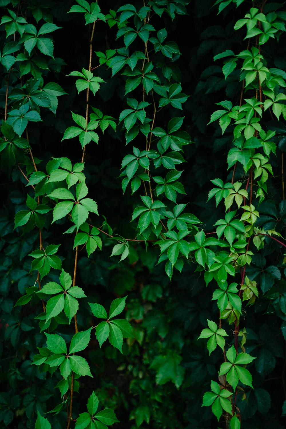 Cool Vine Wallpapers Wallpaper Cave
