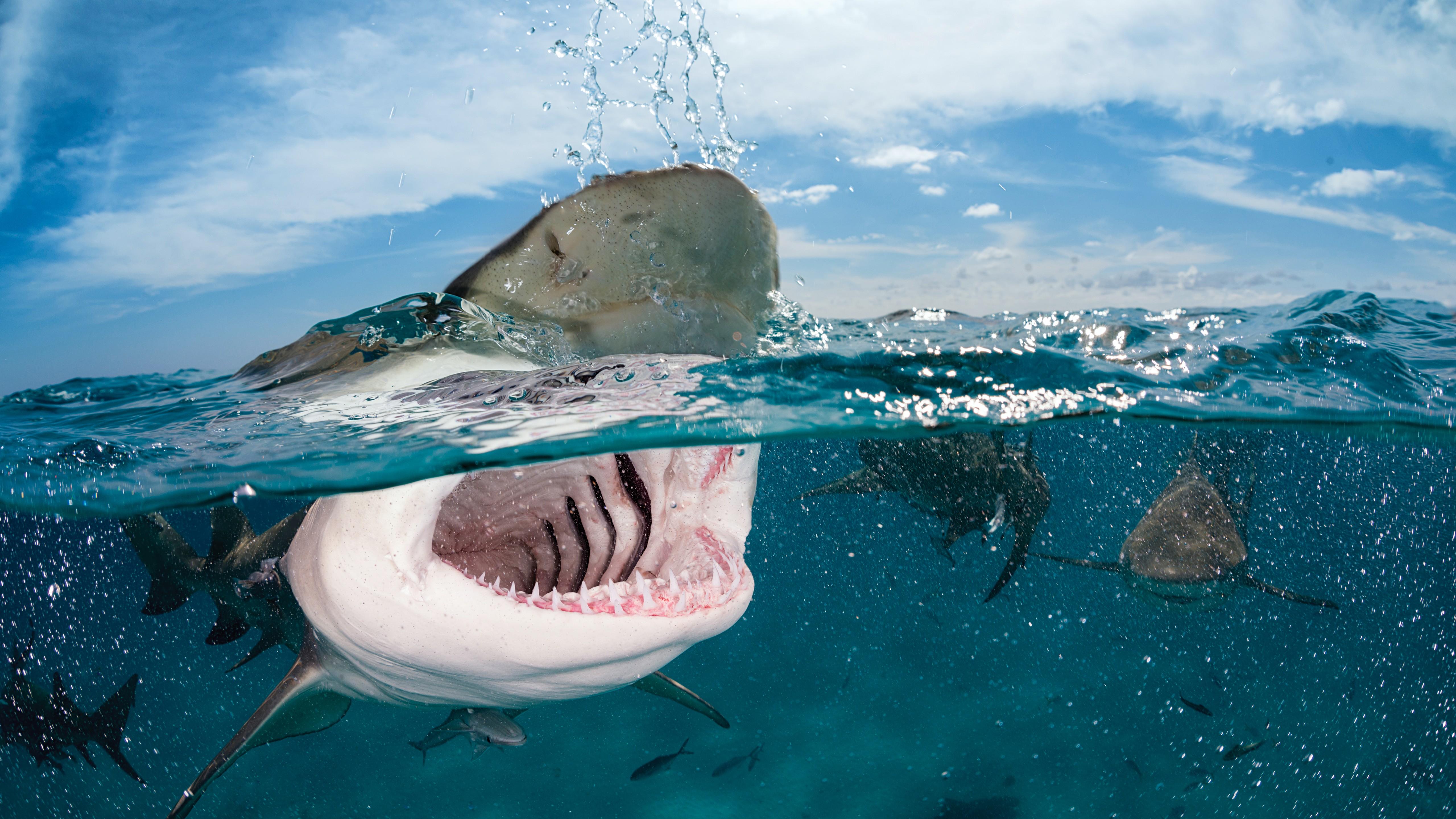 Wallpaper Shark, 5k, 4k wallpaper, 8k, Indian, Caribbean