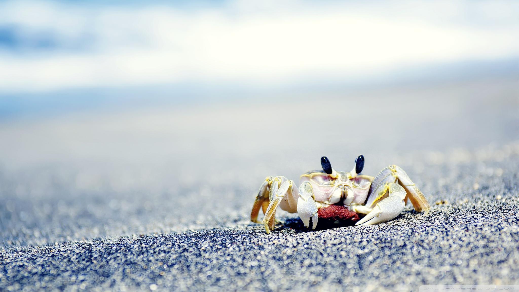 Fisher Crab 4K Ultra HD Mobile Wallpaper