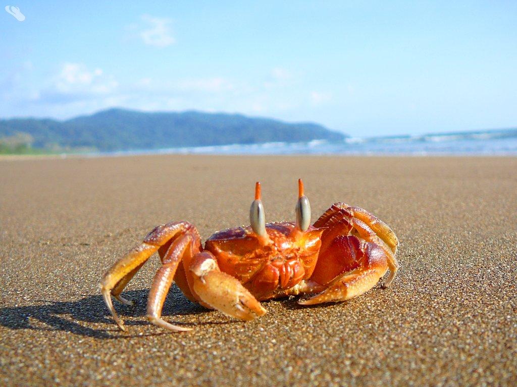 Awesome 41 Crab Wallpaper. FHDQ Image B.SCB WP&BG Collection