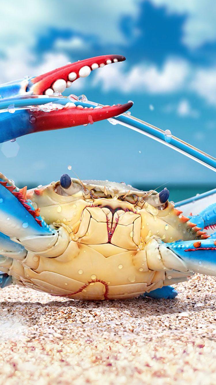 colorful crab sea creature wallpaper for #iPhone