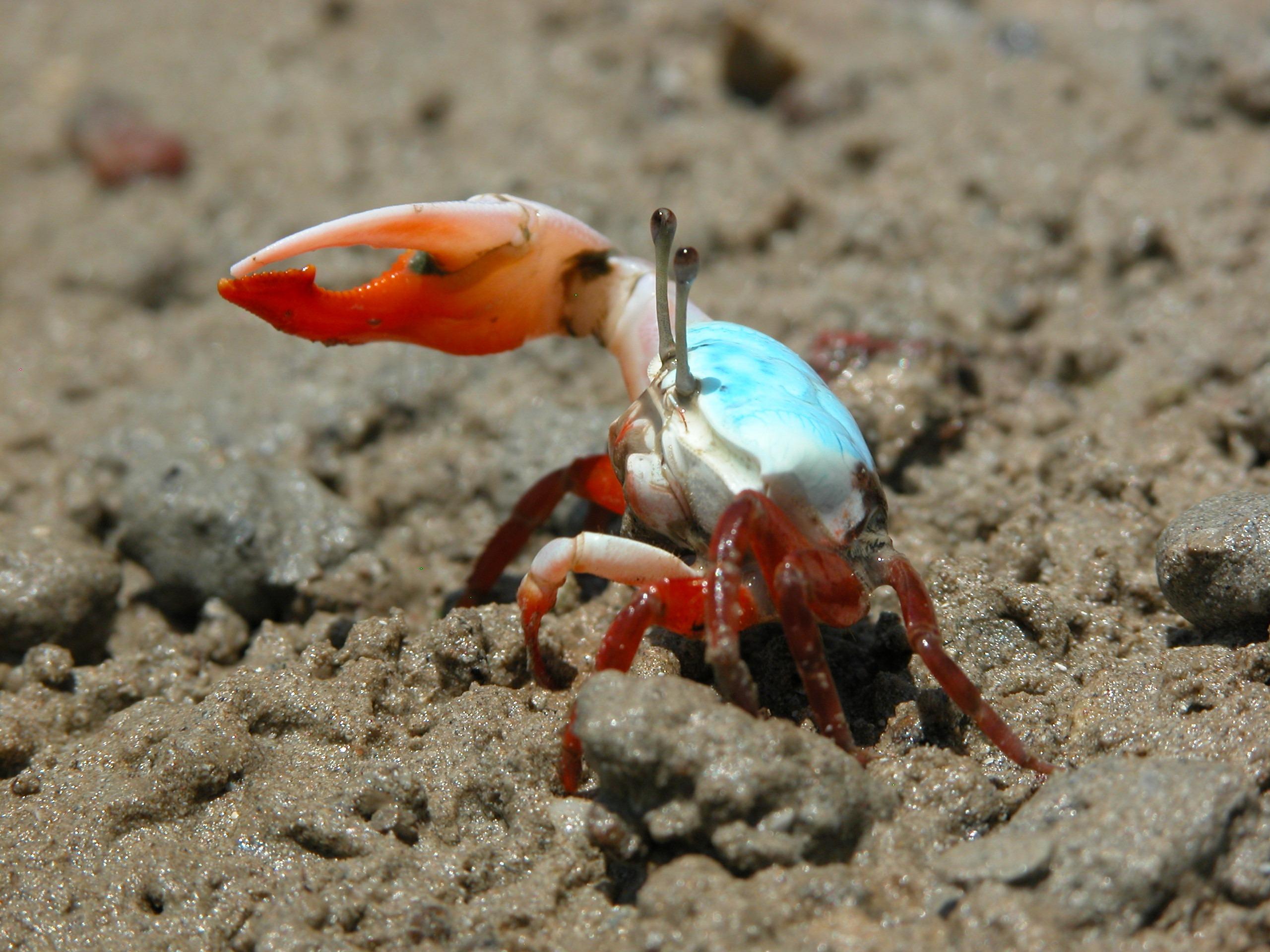 Fiddler Crab HD Wallpaper and Background Image