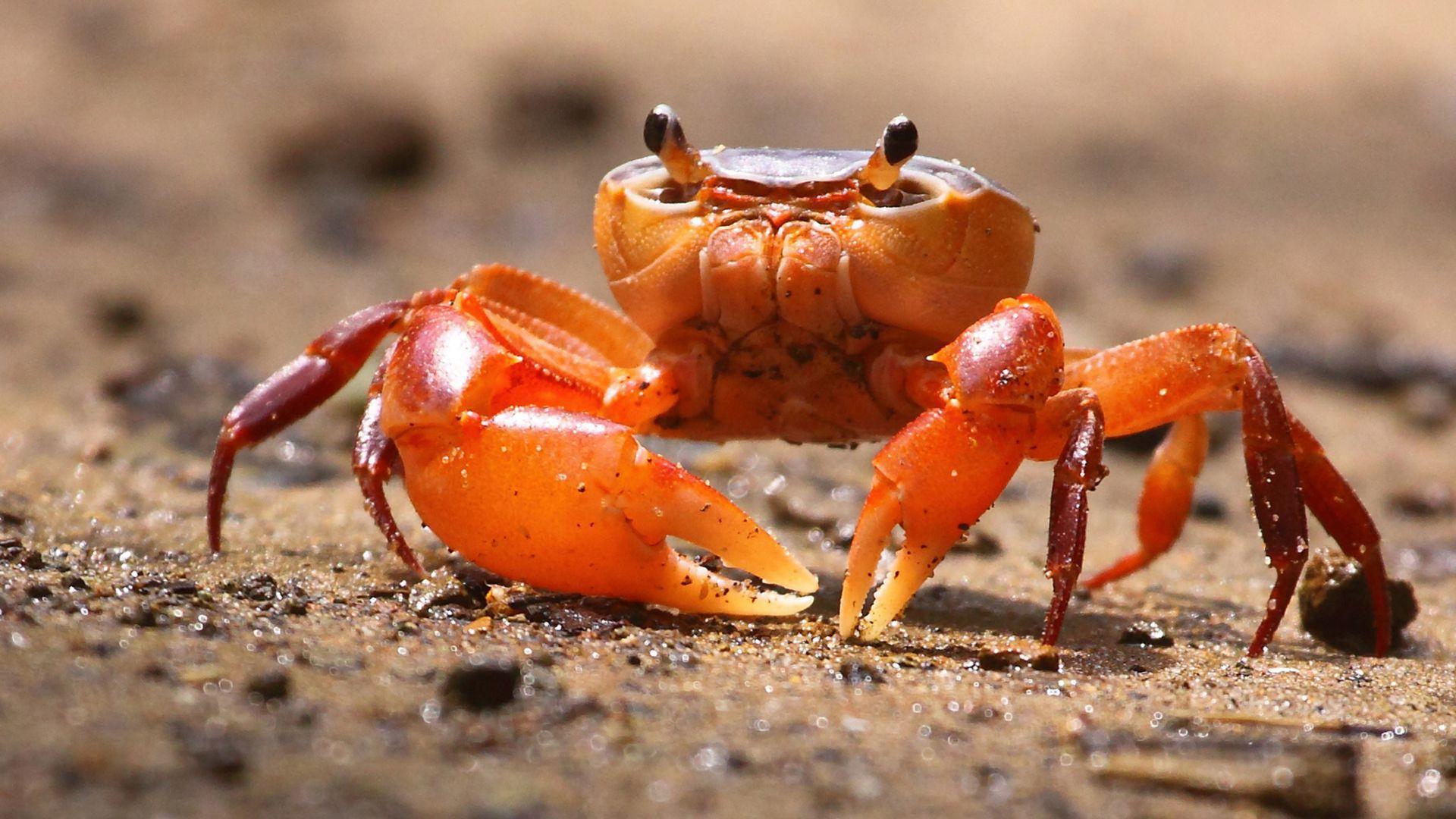 crab background HD. crab. Tokkoro.com Amazing HD