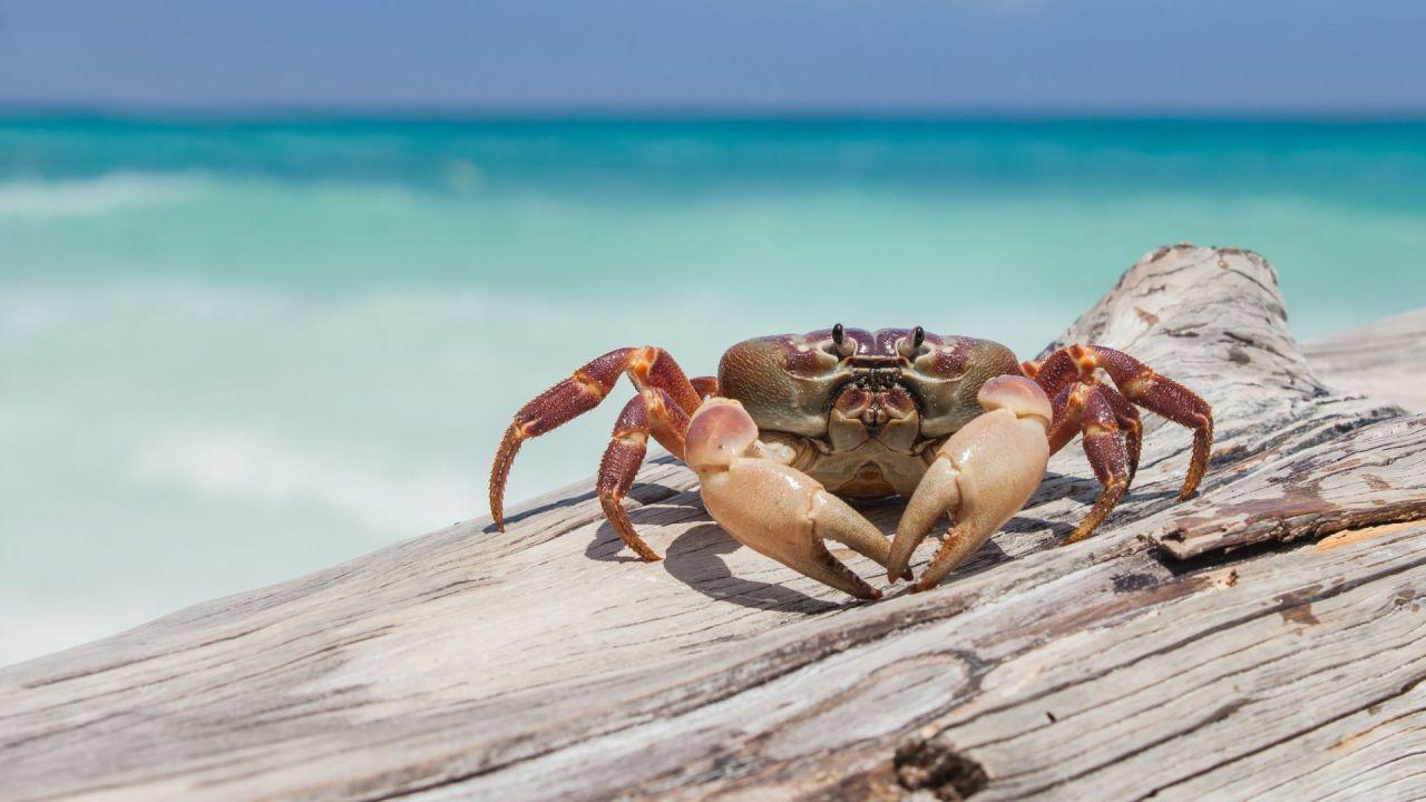Crab Wallpaper for Android