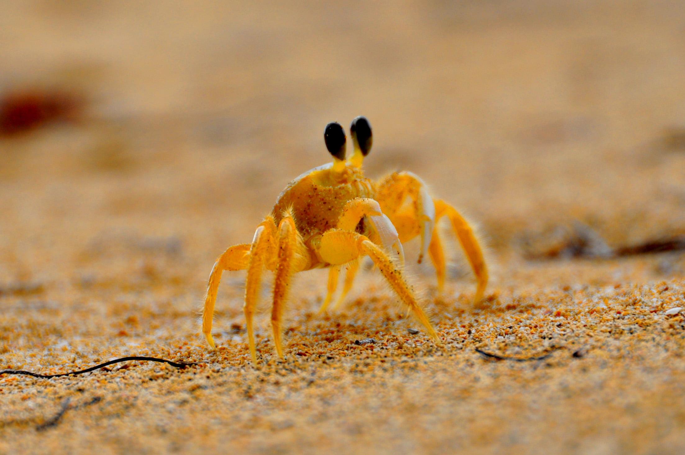 Baby crab on sand, bocas HD wallpaper