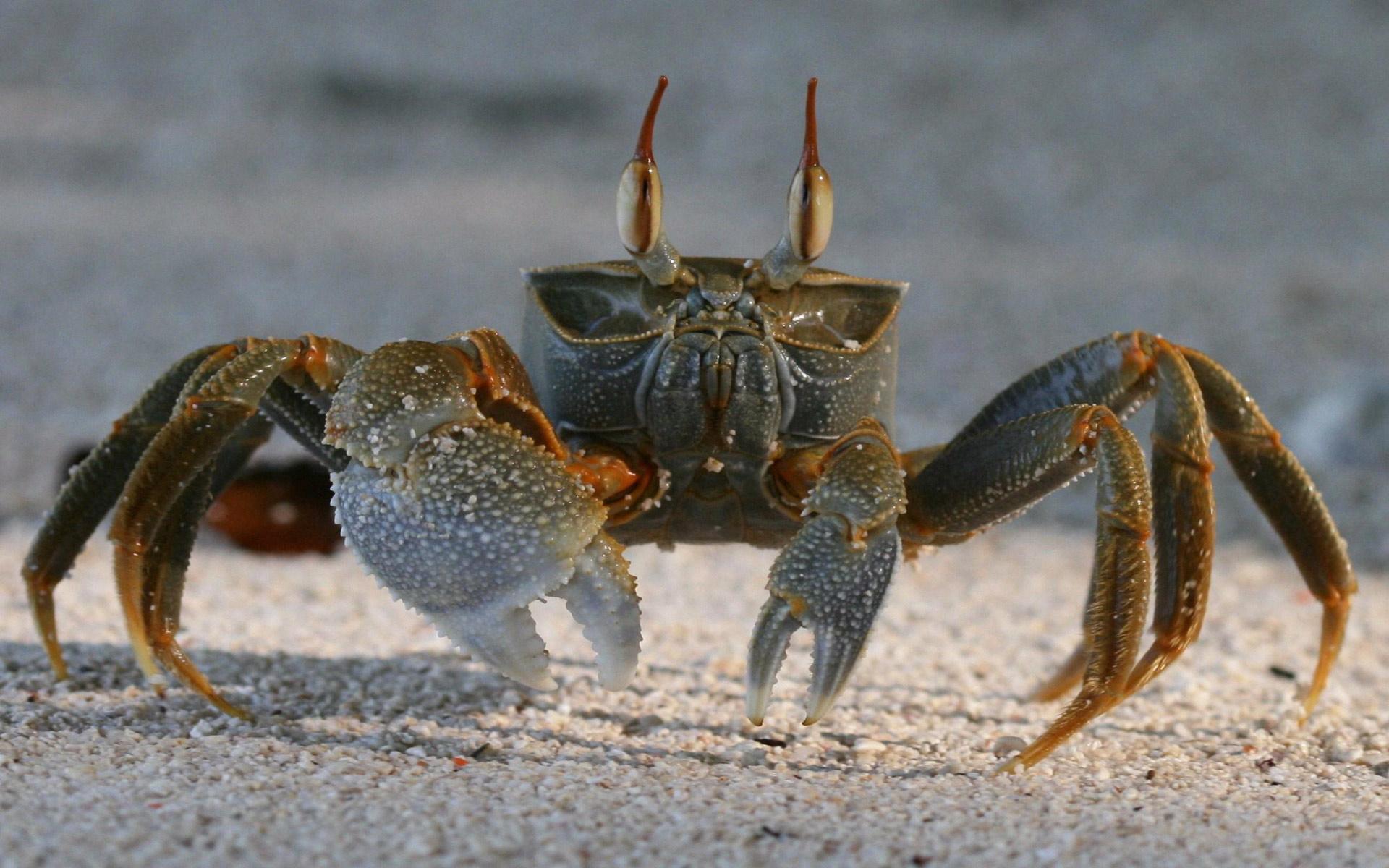 Crab Image Wallpaper (35 Wallpaper)