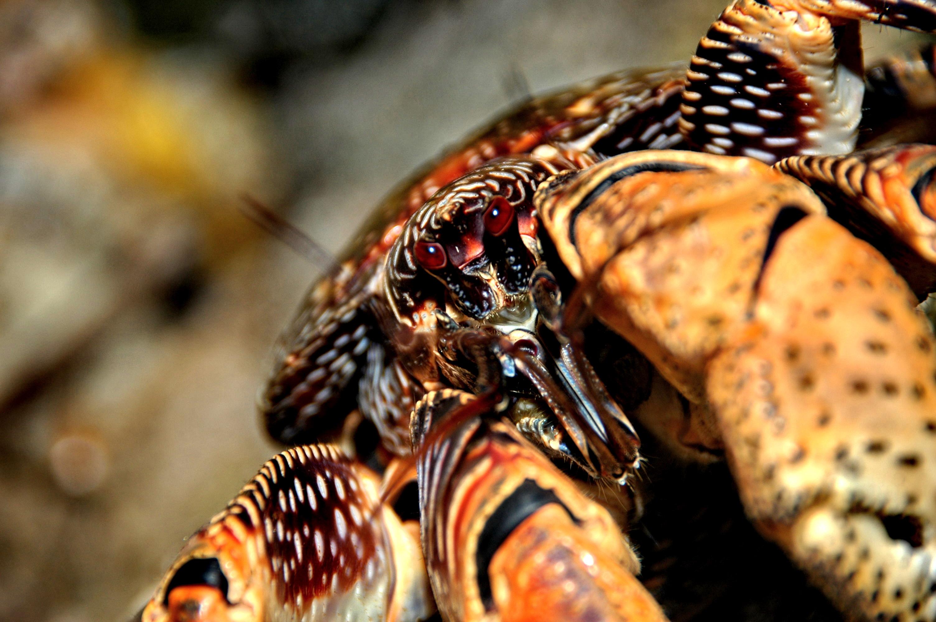 Coconut Crab HD Wallpaper and Background Image