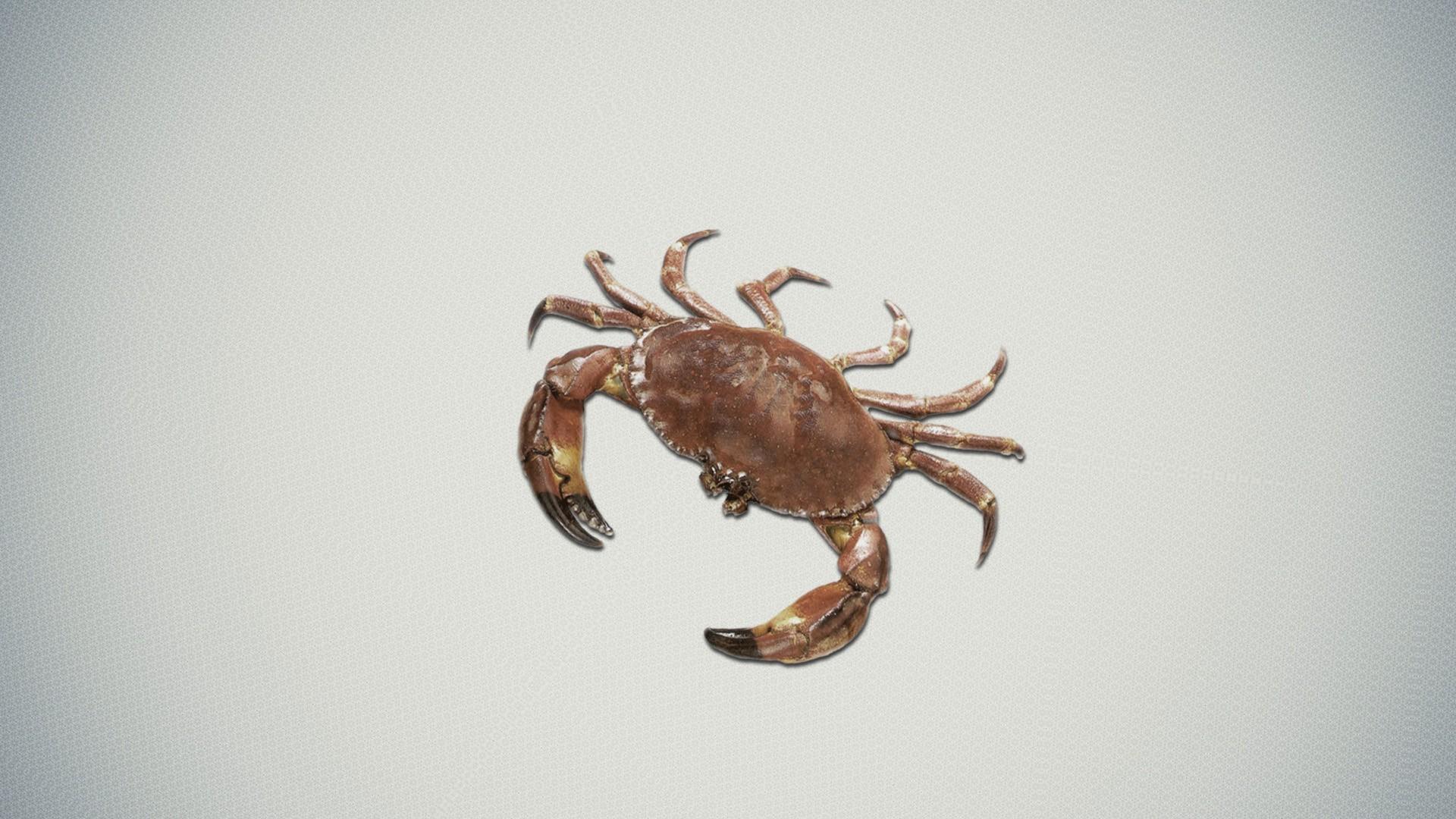 crab wallpaper for desktop. crab. Tokkoro.com