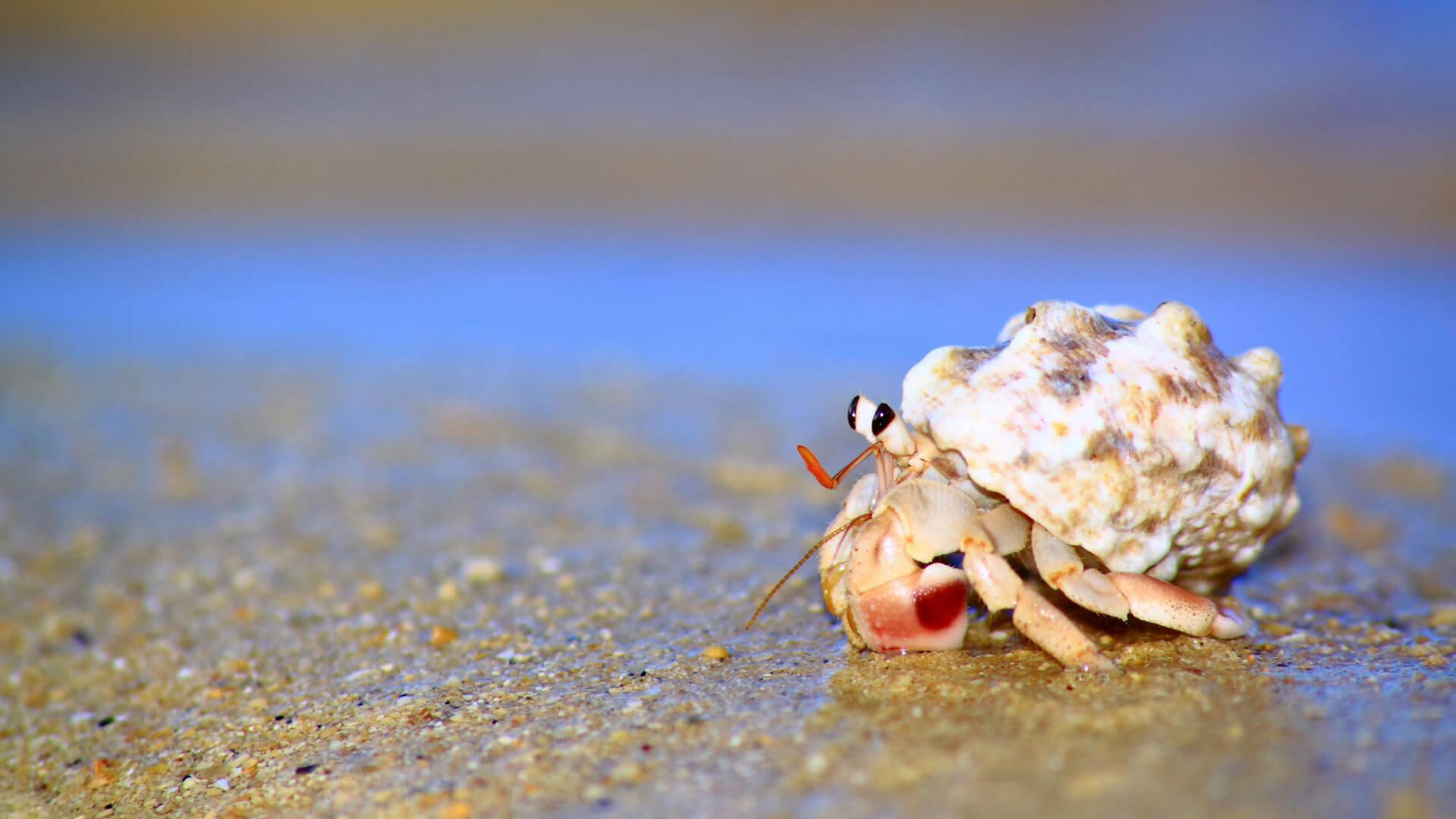 Most viewed Hermit Crab wallpaperK Wallpaper