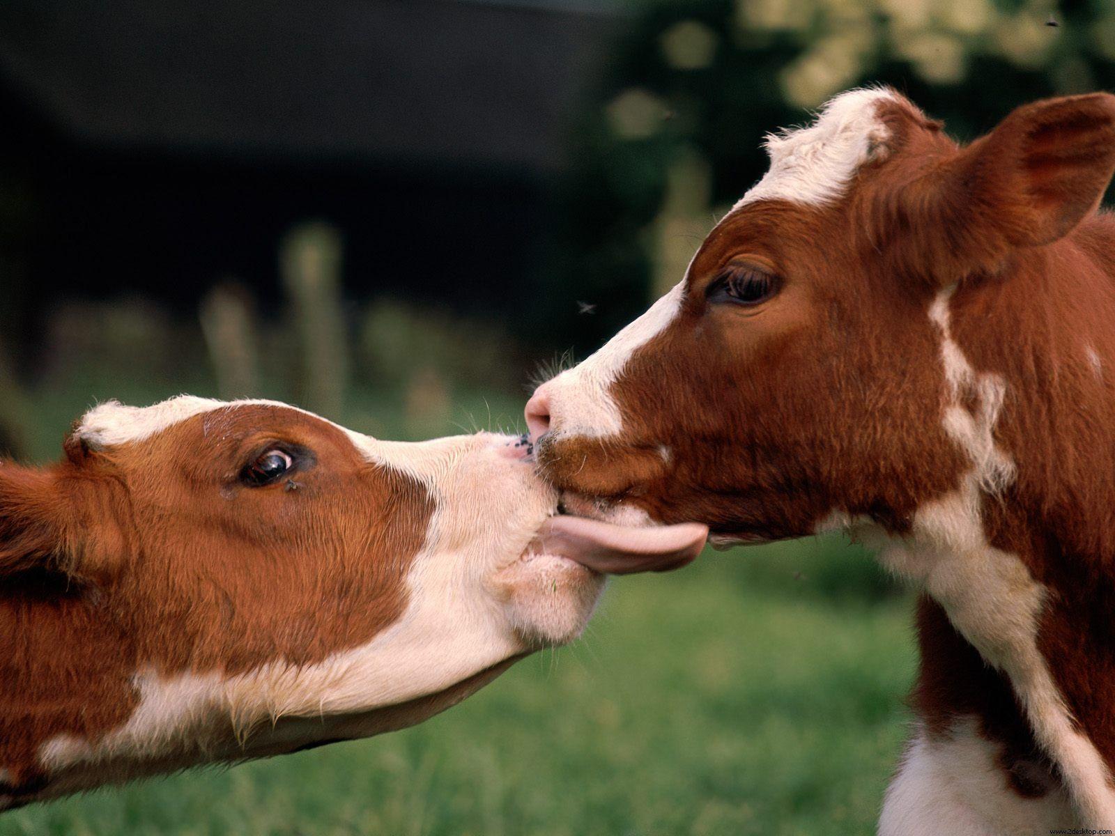 Wallpaper: Cows kissing HD Wallpaper 514 - Cow Animal